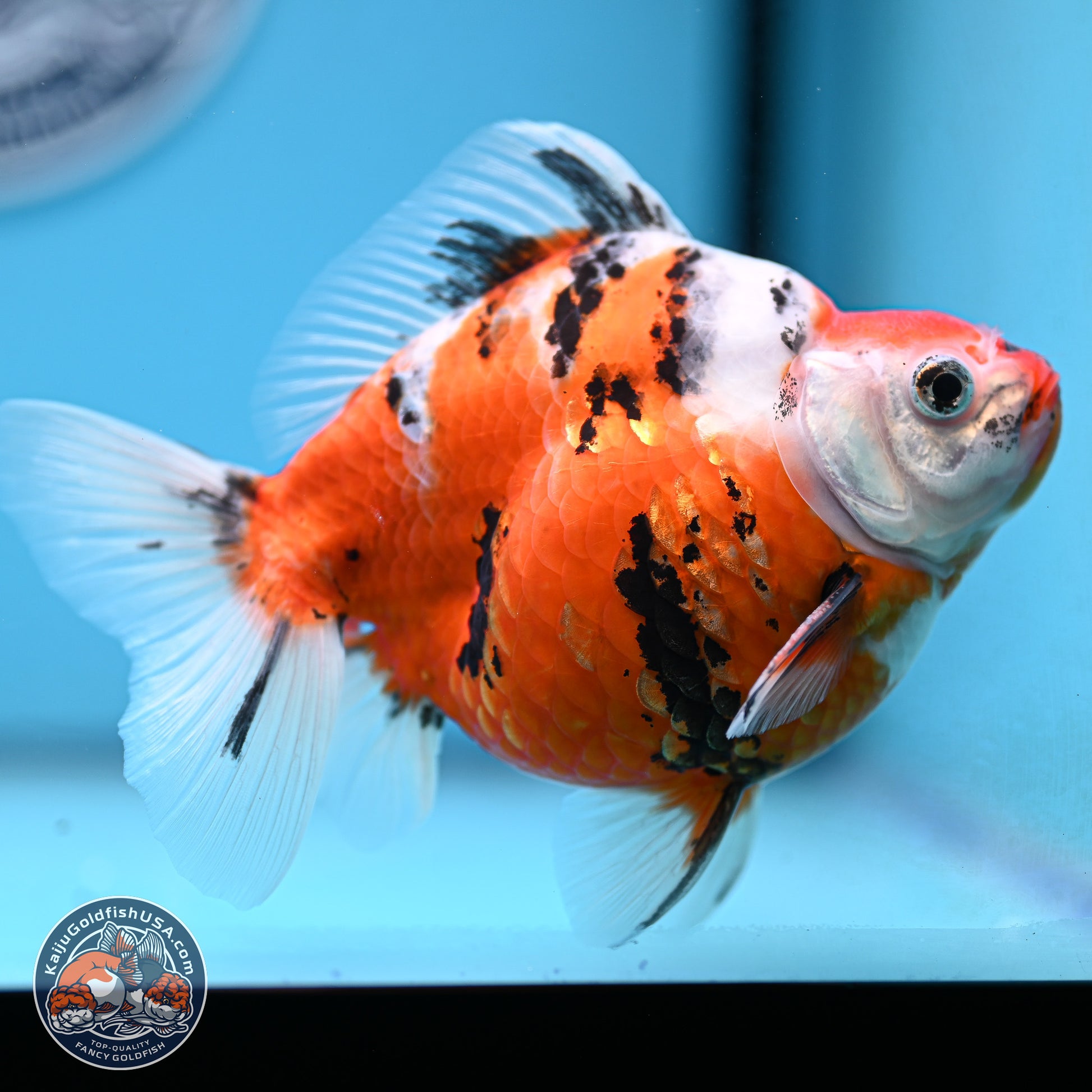 Tricolor Sakura Ryukin 4.5-5.5 inches (240927_RY06) - Kaiju Goldfish USA