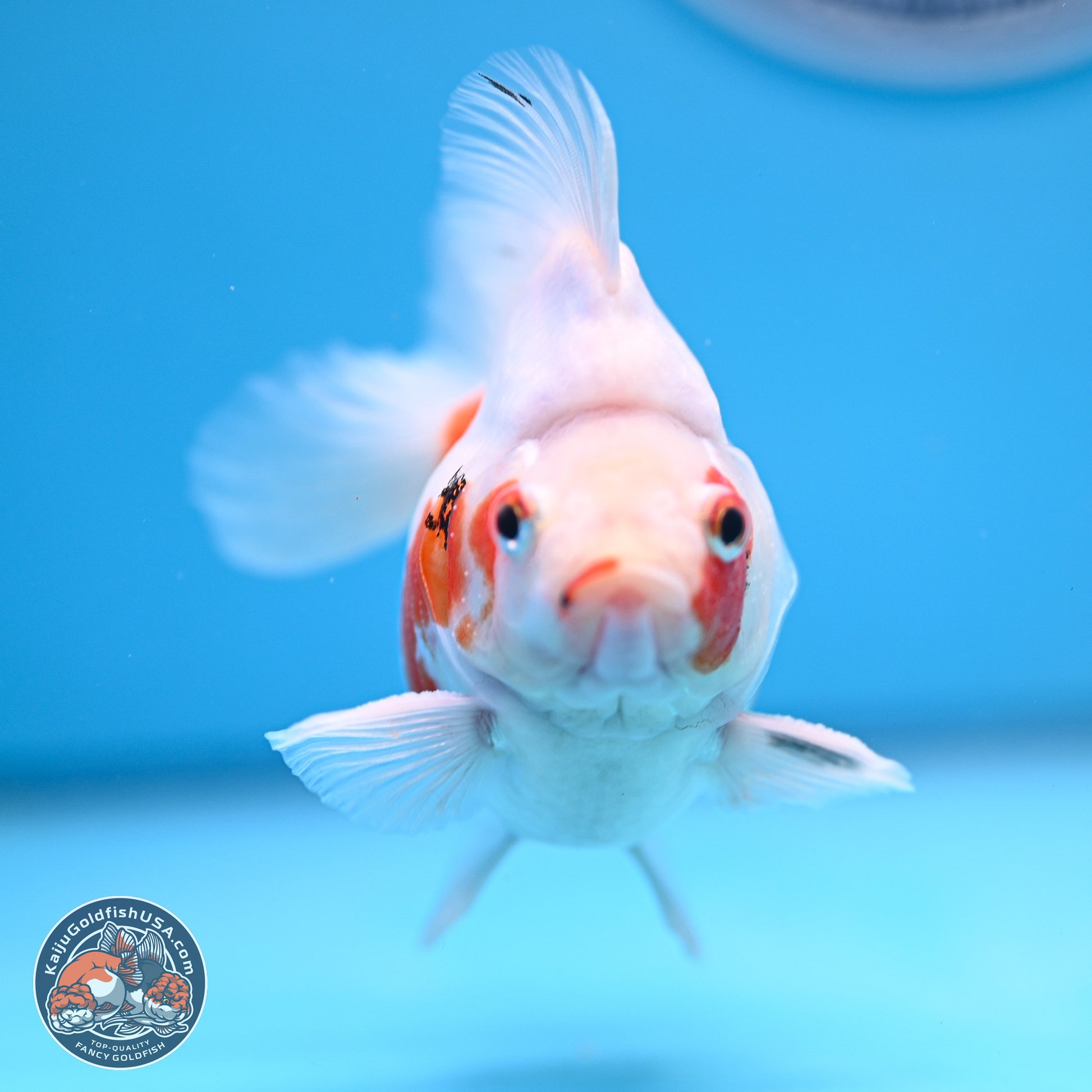 Tricolor Sakura Ryukin 3.5-4 inches (240920_RY06) - Kaiju Goldfish USA