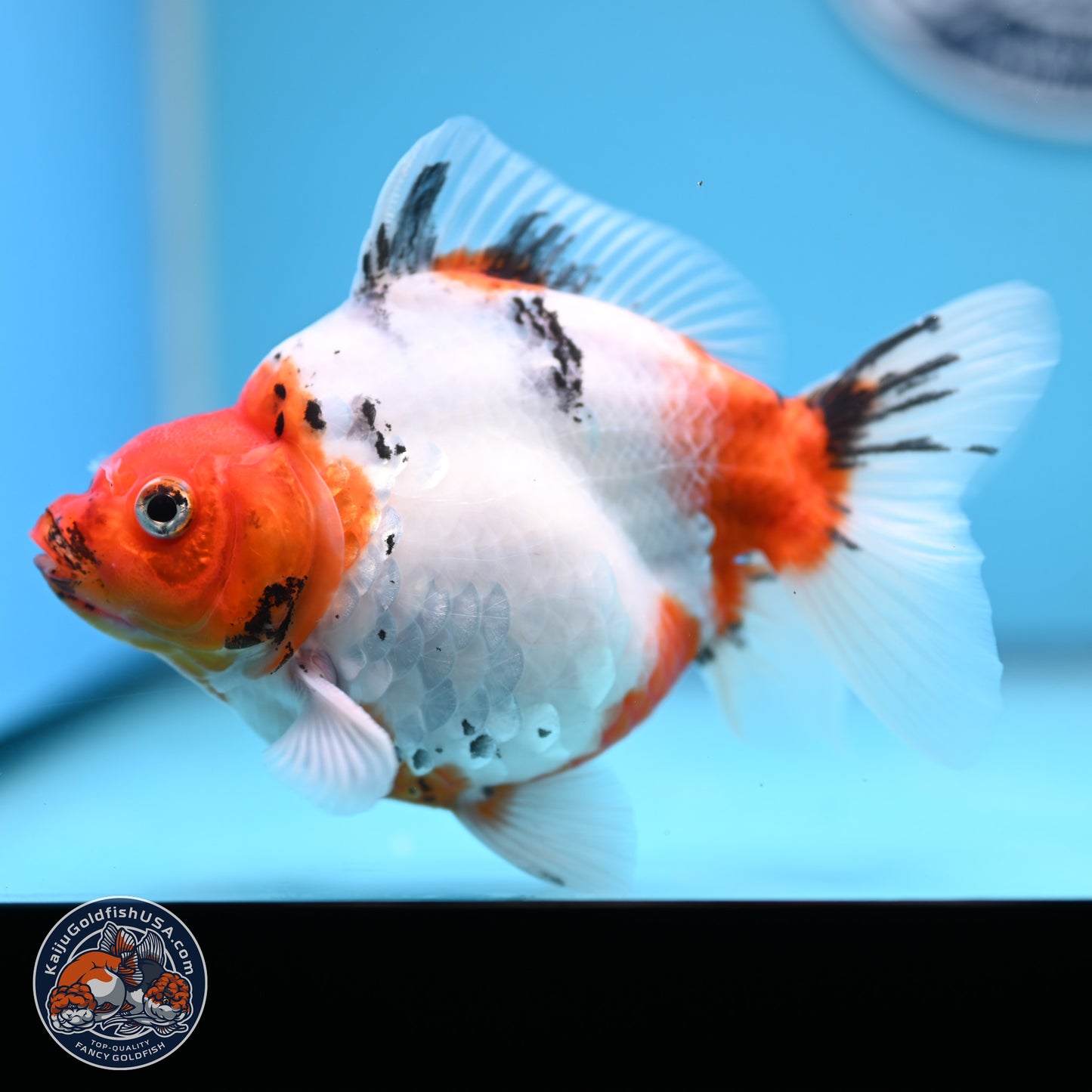 Tricolor Sakura Ryukin 4.5-5.5 inches (240927_RY06) - Kaiju Goldfish USA