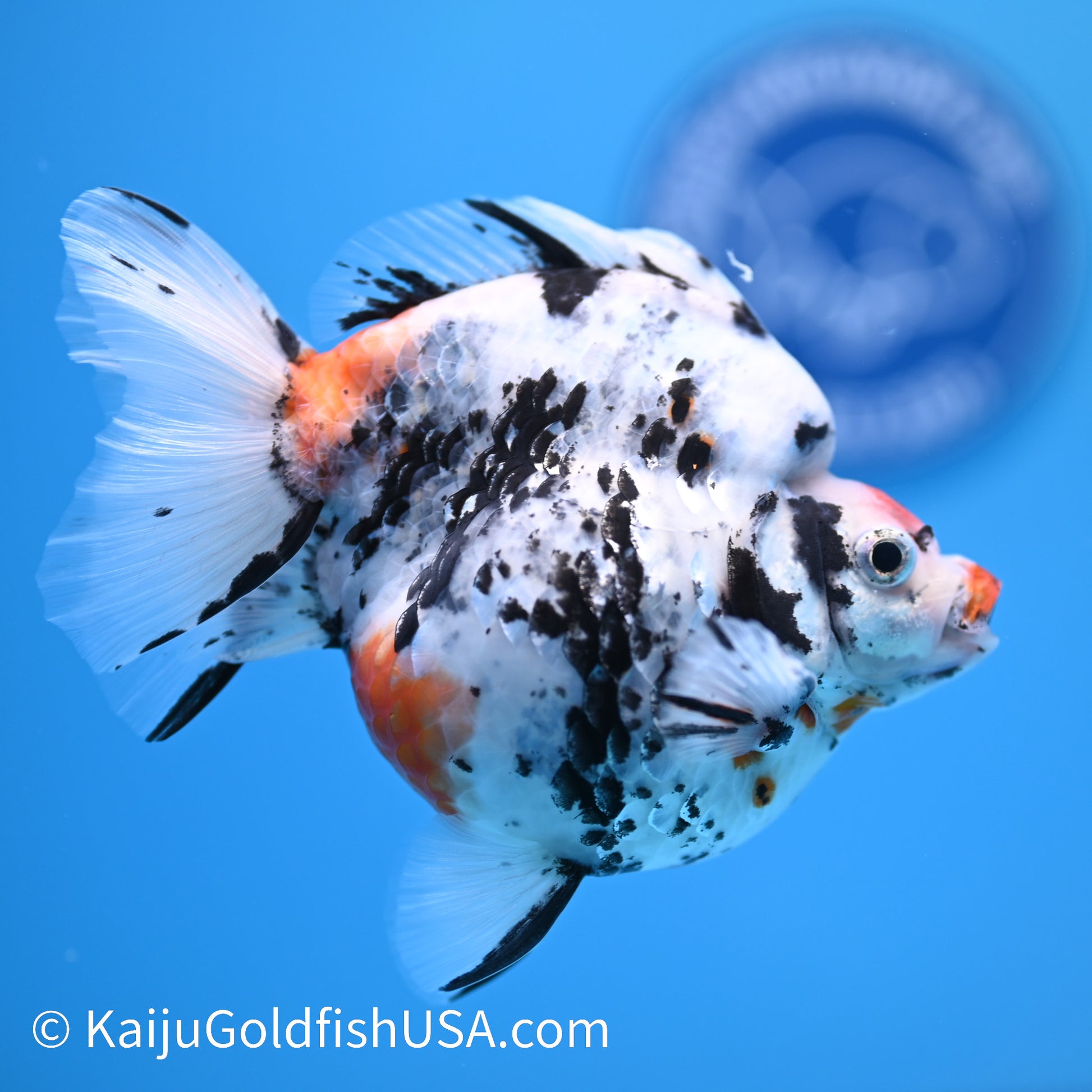 Jumbo Wide Tail Calico Ryukin 5-5.5 inches (240301_RY06) - Kaiju Goldfish USA