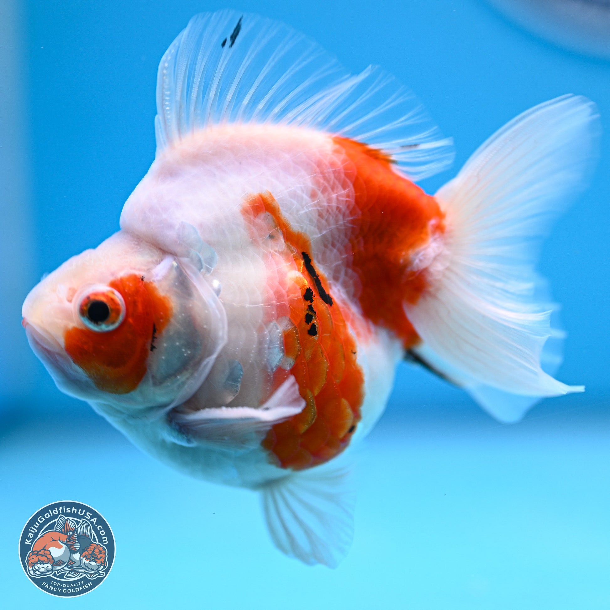 Tricolor Sakura Ryukin 3.5-4 inches (240920_RY06) - Kaiju Goldfish USA