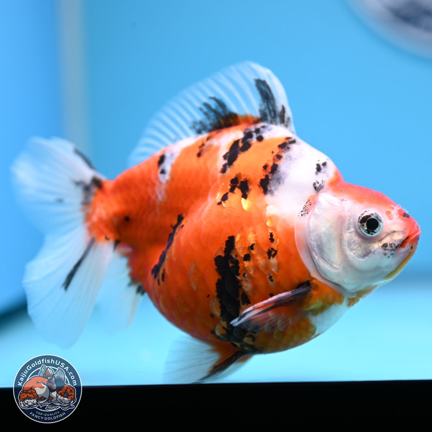 Tricolor Sakura Ryukin 4.5-5.5 inches (240927_RY06) - Kaiju Goldfish USA