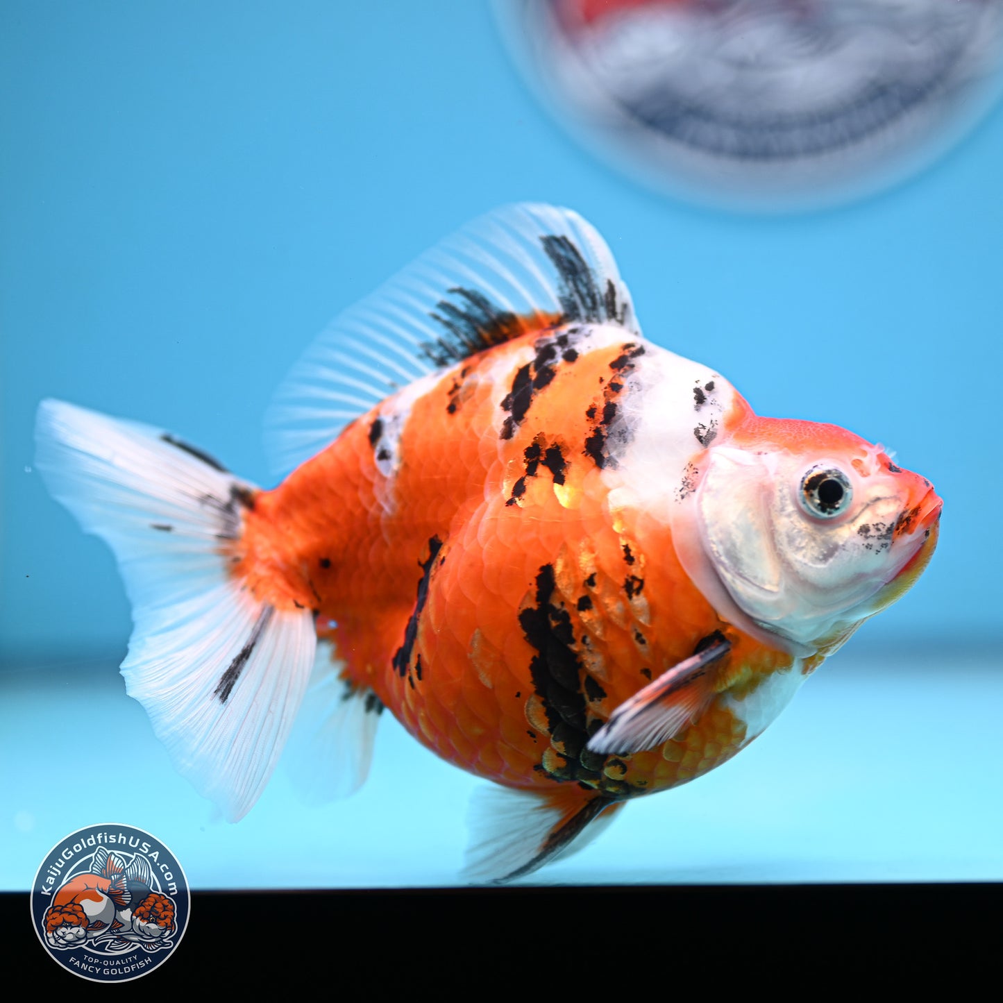 Tricolor Sakura Ryukin 4.5-5.5 inches (240927_RY06) - Kaiju Goldfish USA