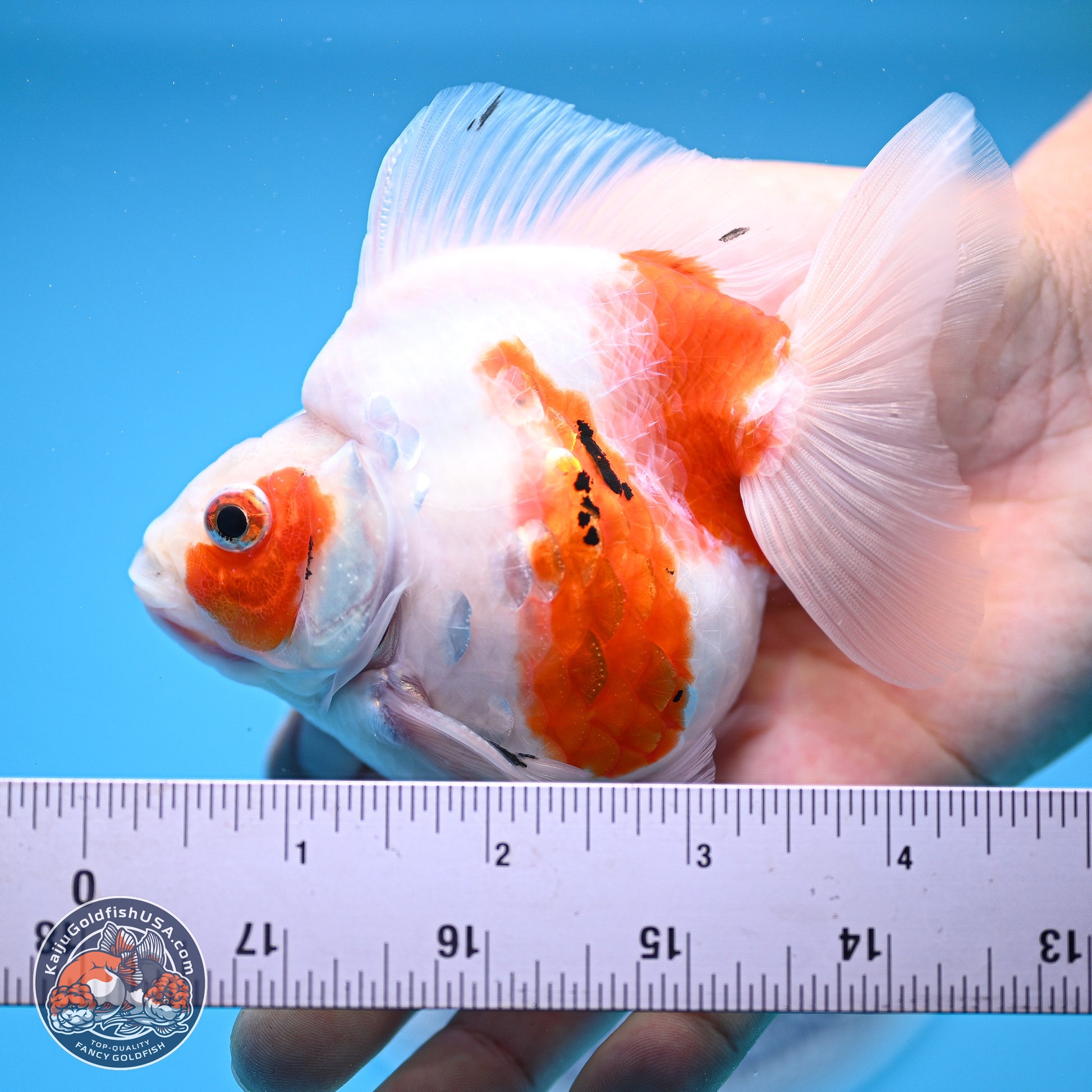 Tricolor Sakura Ryukin 3.5-4 inches (240920_RY06) - Kaiju Goldfish USA