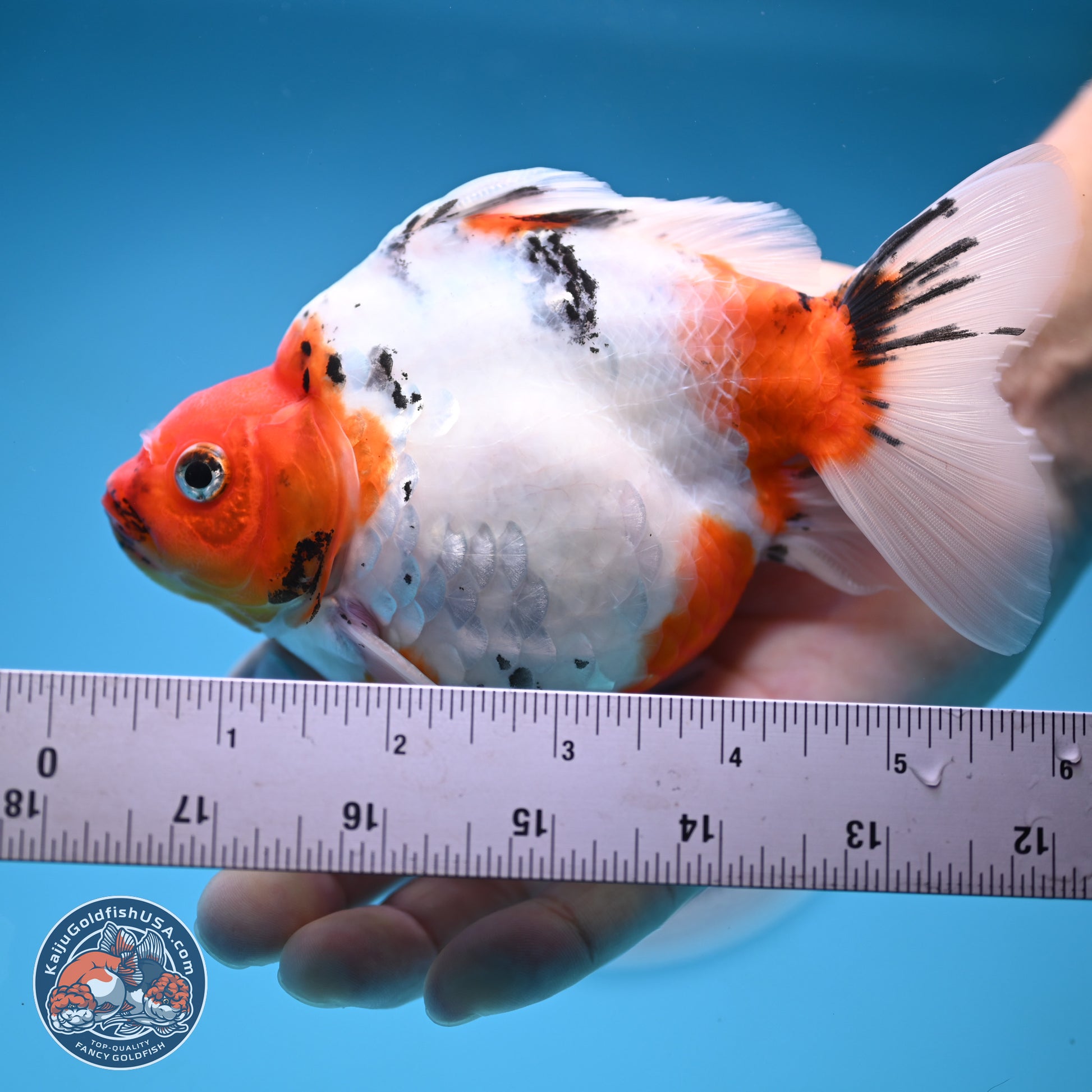 Tricolor Sakura Ryukin 4.5-5.5 inches (240927_RY06) - Kaiju Goldfish USA