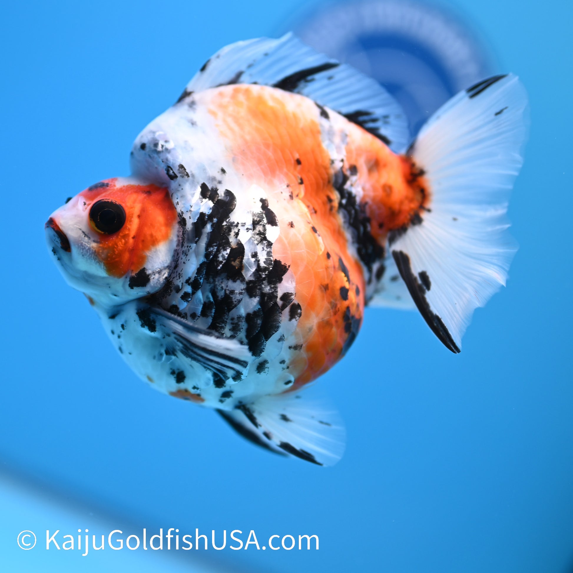 Jumbo Wide Tail Calico Ryukin 5-5.5 inches (240301_RY06) - Kaiju Goldfish USA