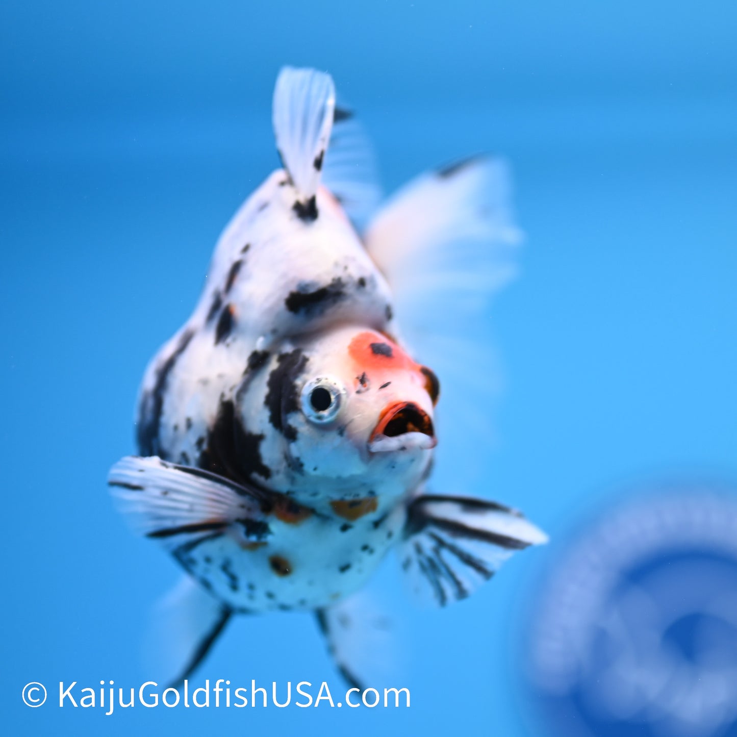 Jumbo Wide Tail Calico Ryukin 5-5.5 inches (240301_RY06) - Kaiju Goldfish USA