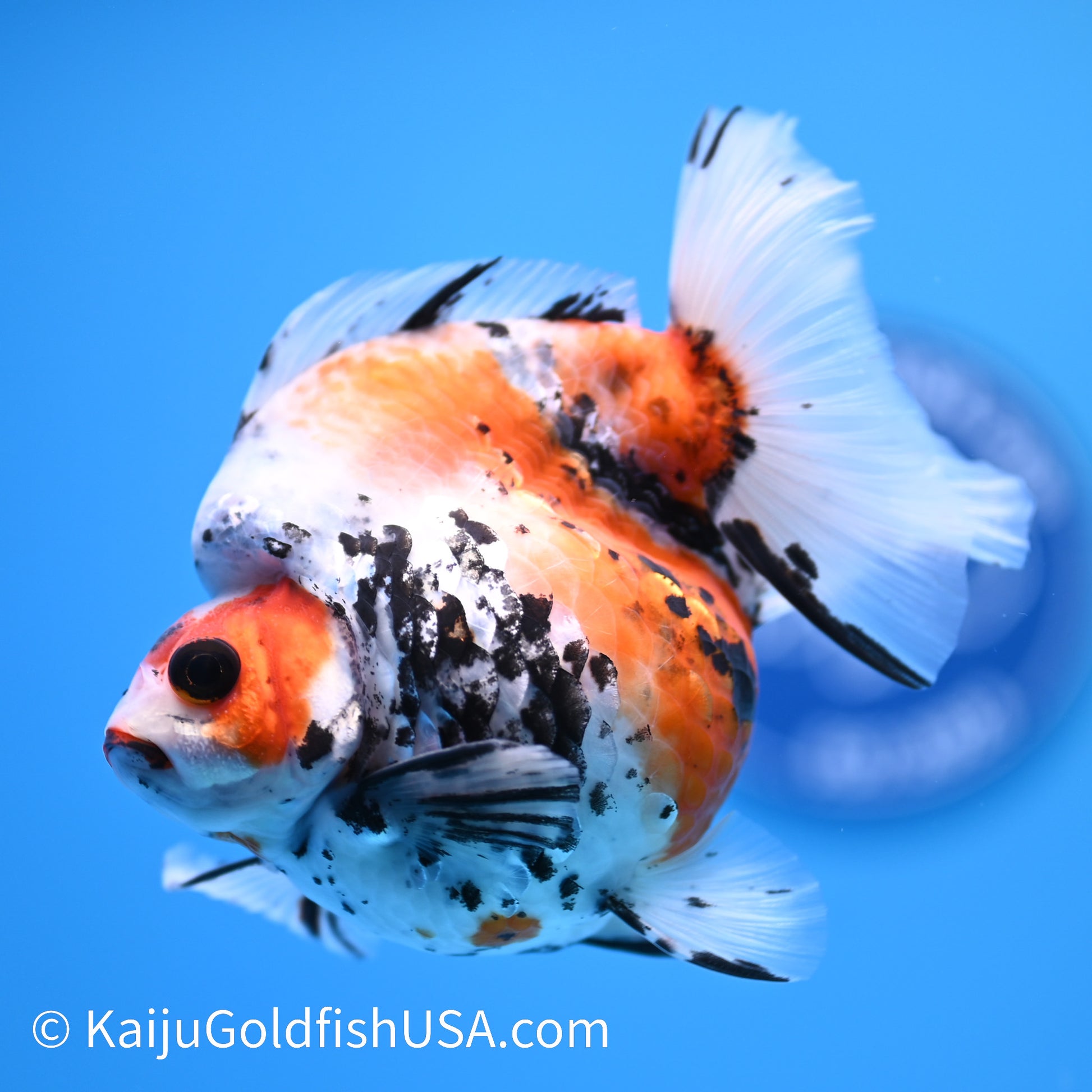 Jumbo Wide Tail Calico Ryukin 5-5.5 inches (240301_RY06) - Kaiju Goldfish USA