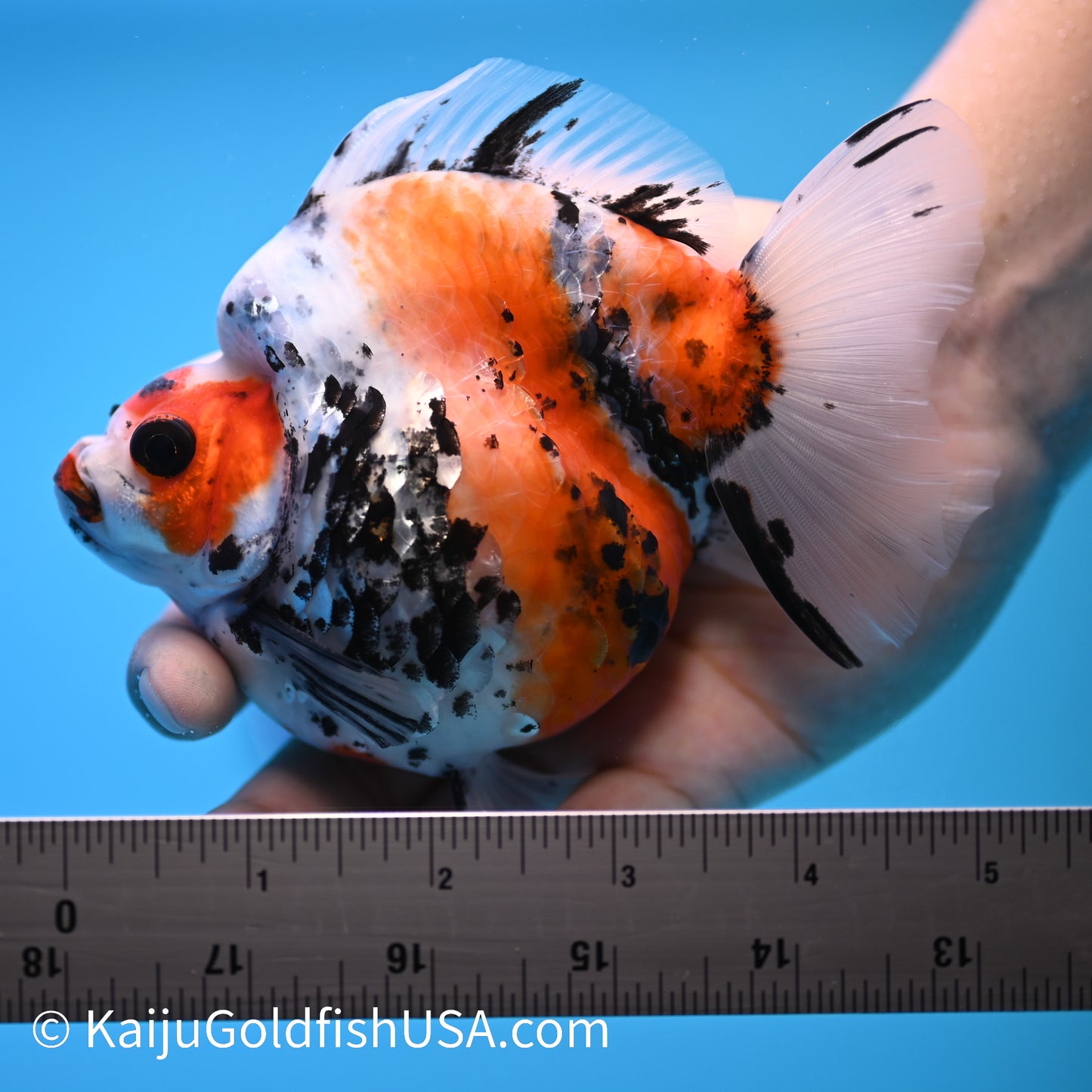 Jumbo Wide Tail Calico Ryukin 5-5.5 inches (240301_RY06) - Kaiju Goldfish USA