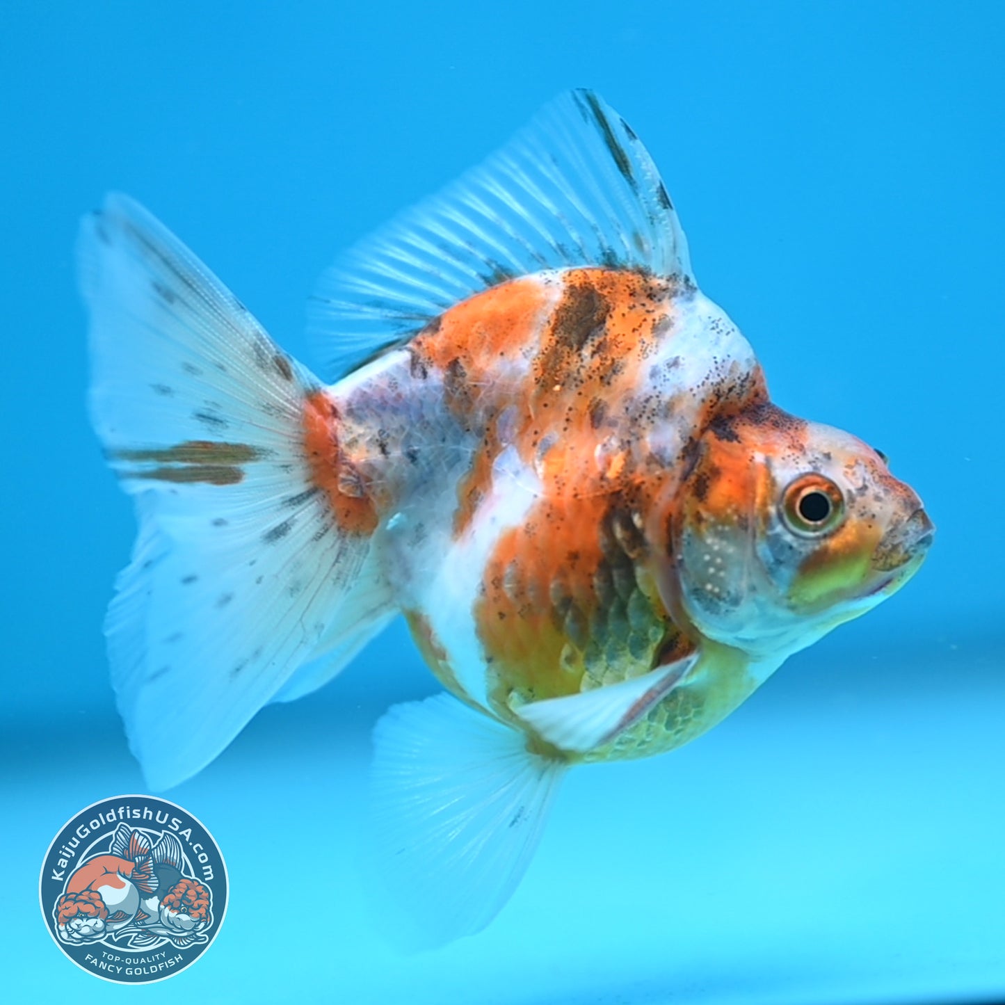 Calico Long Tail Ryukin 3 inches Body (250606_RY07)