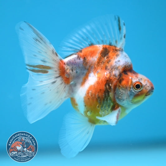 Calico Long Tail Ryukin 3 inches Body (250606_RY07)