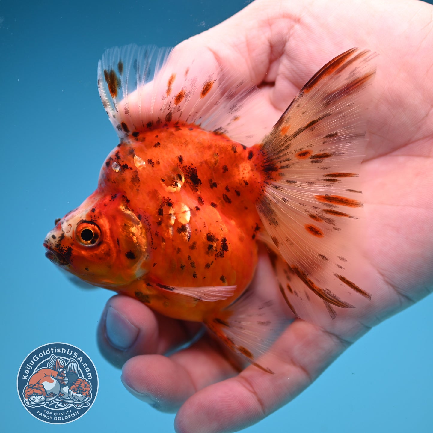 Broad Tail Tricolor Sakura Ryukin 3 inch Body (250822_RY07)