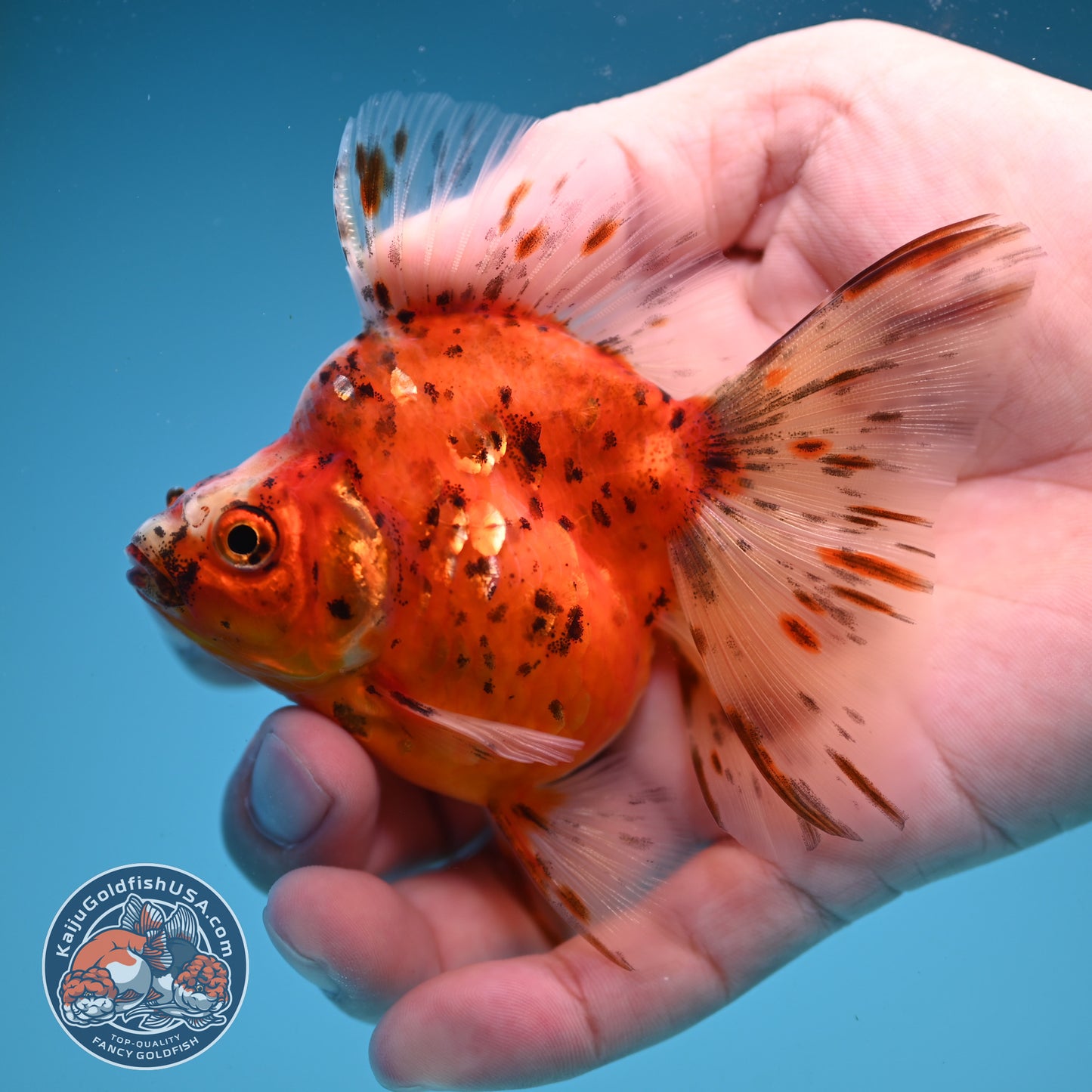 Broad Tail Tricolor Sakura Ryukin 3 inch Body (250822_RY07)