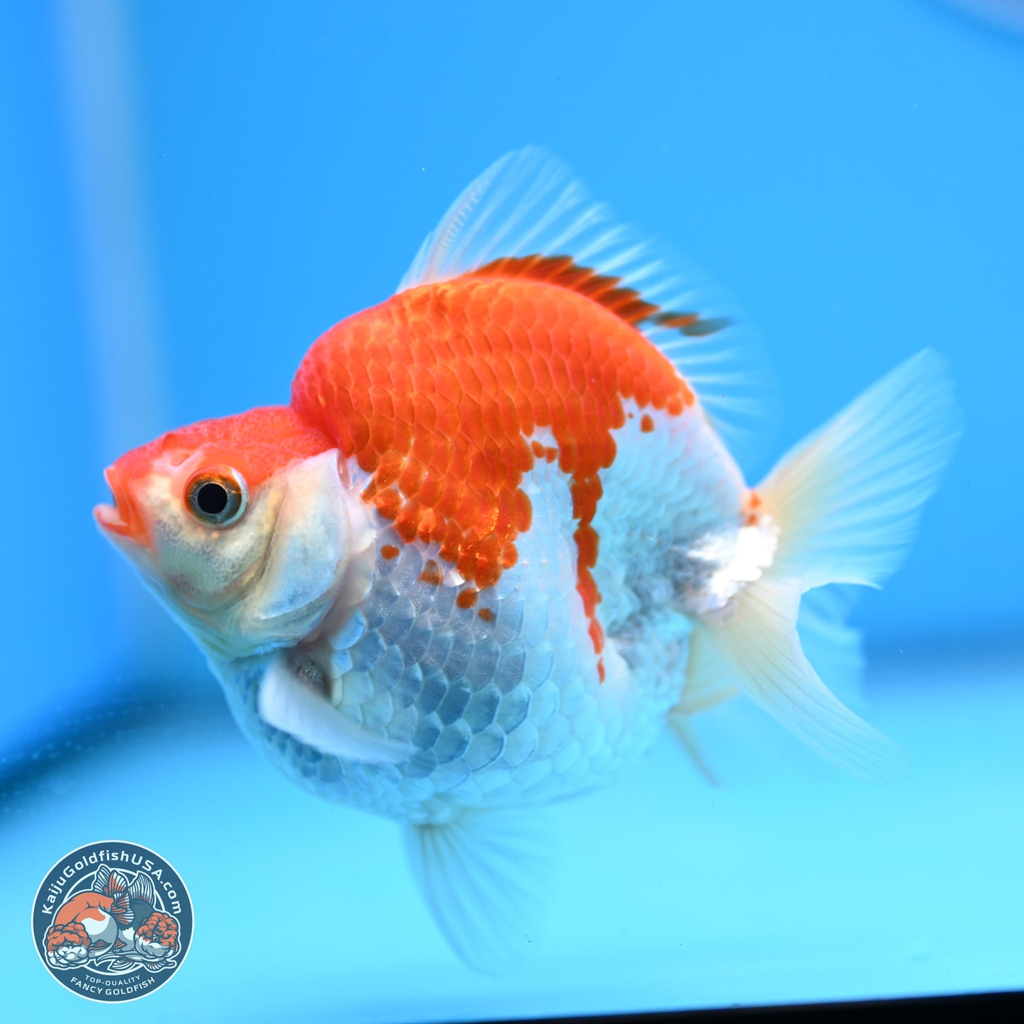 Red White Ryukin 3.5in Body (240823_RY07) - Kaiju Goldfish USA