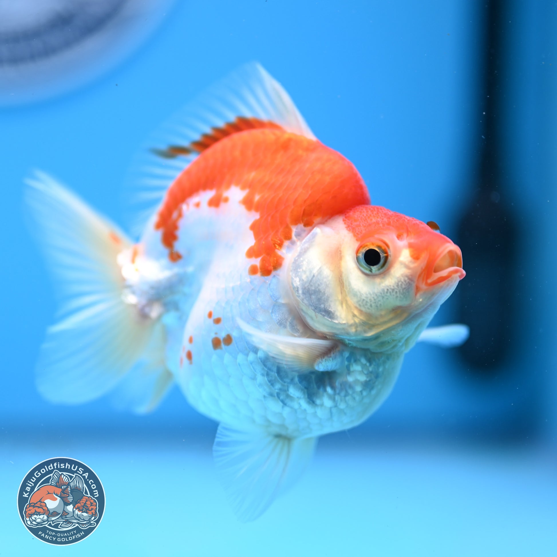 Red White Ryukin 3.5in Body (240823_RY07) - Kaiju Goldfish USA