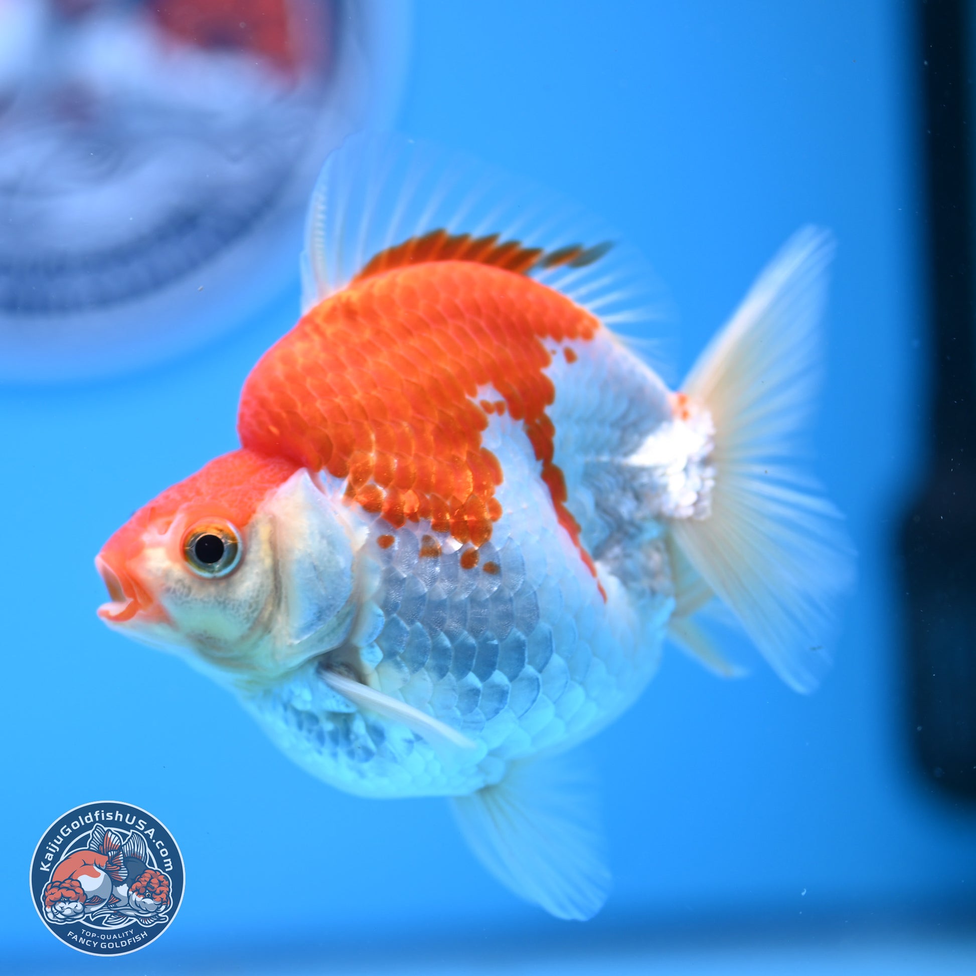 Red White Ryukin 3.5in Body (240823_RY07) - Kaiju Goldfish USA