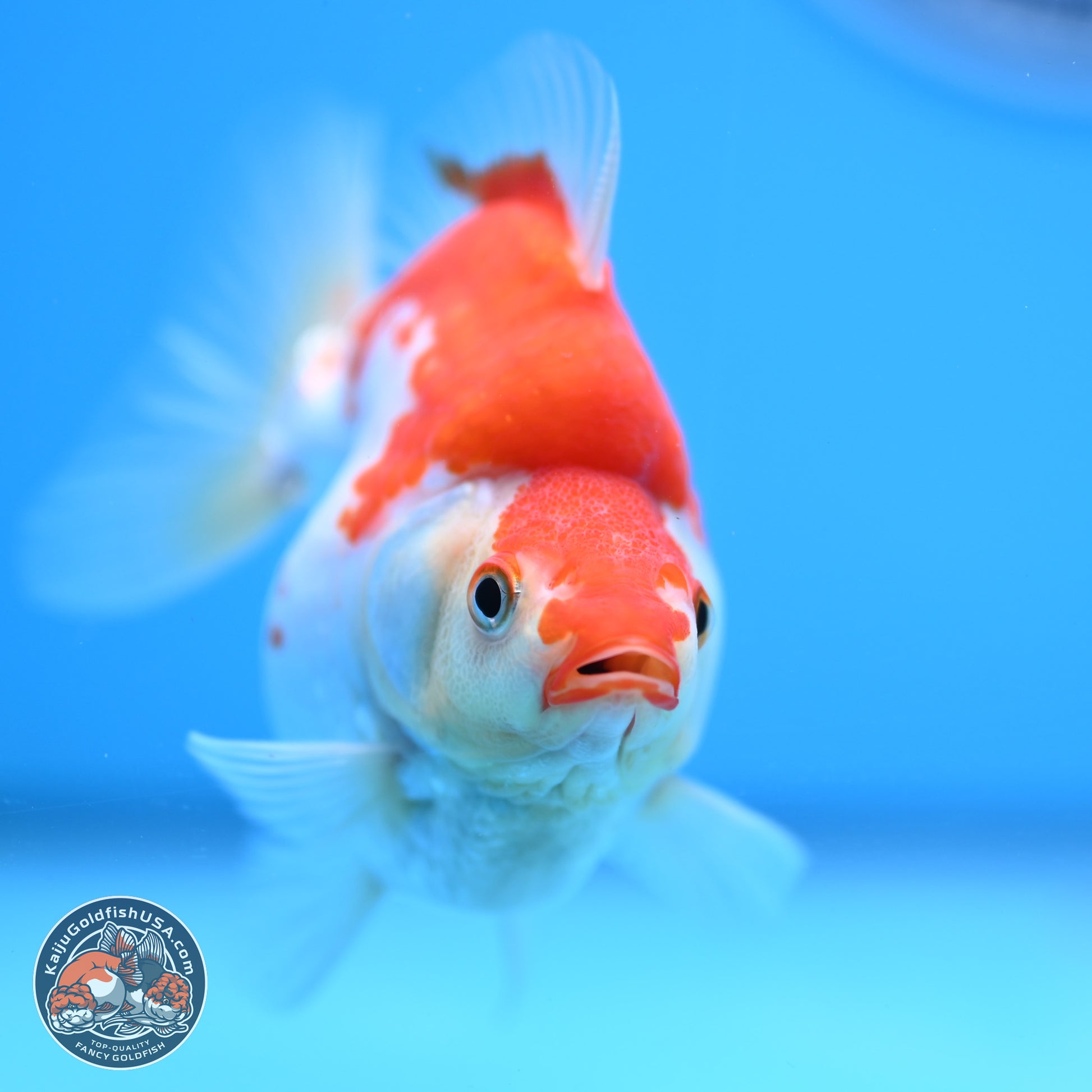 Red White Ryukin 3.5in Body (240823_RY07) - Kaiju Goldfish USA