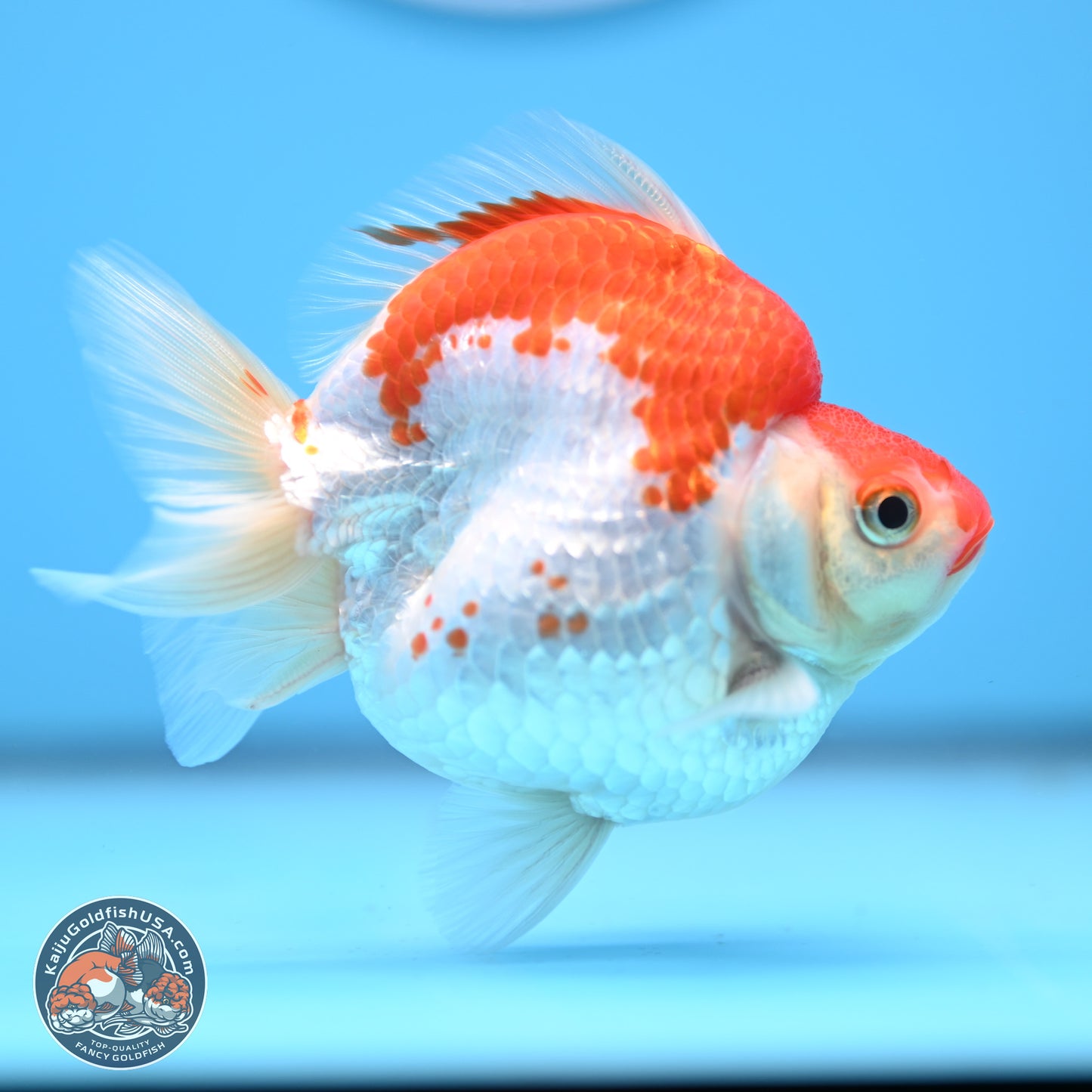 Red White Ryukin 3.5in Body (240823_RY07) - Kaiju Goldfish USA