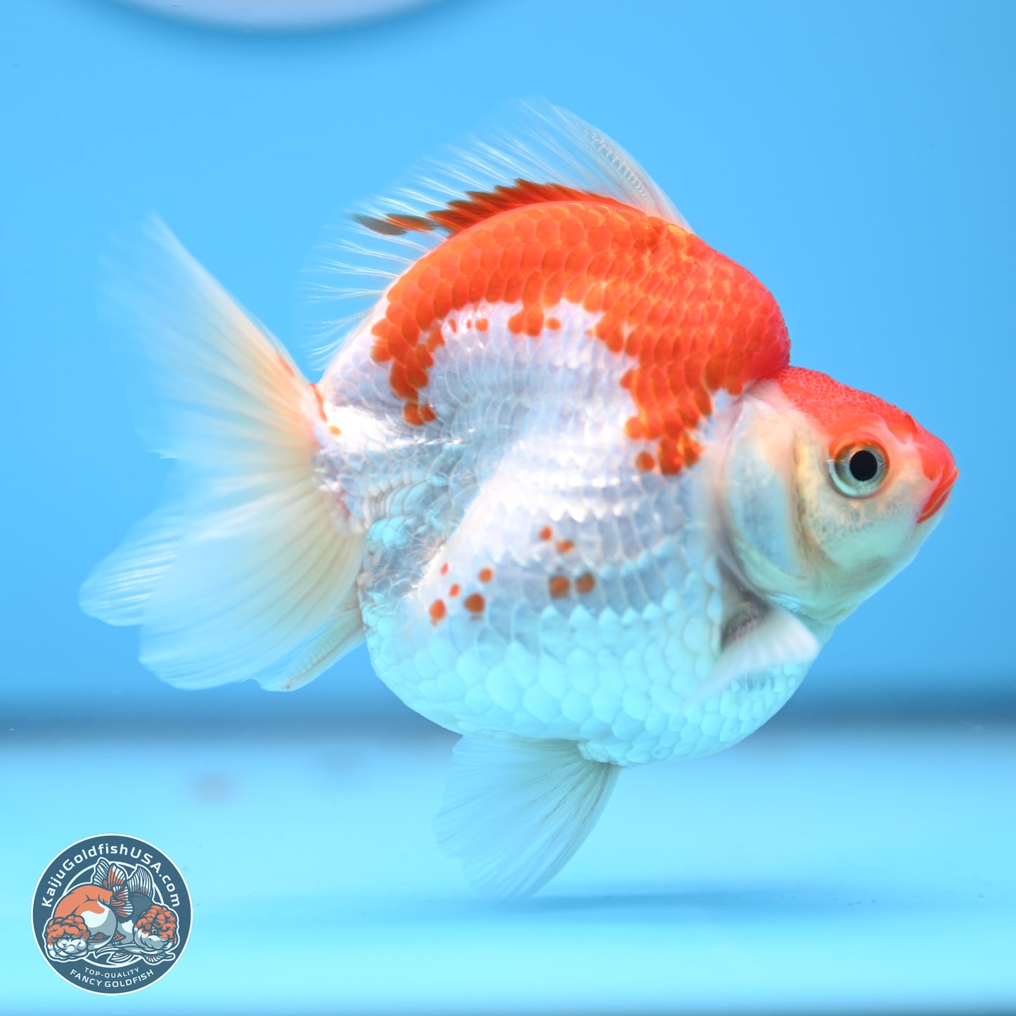 Red White Ryukin 3.5in Body (240823_RY07) - Kaiju Goldfish USA