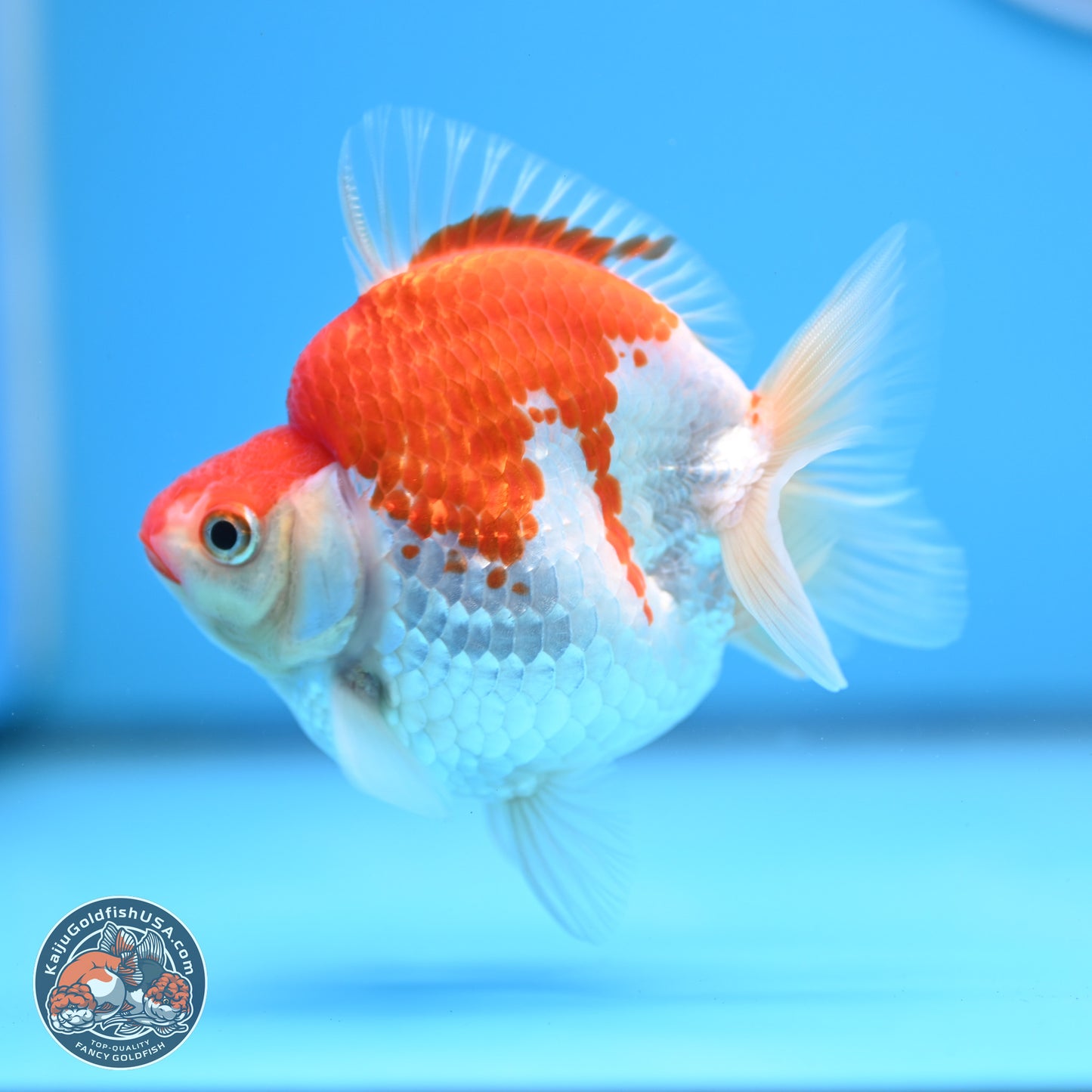 Red White Ryukin 3.5in Body (240823_RY07) - Kaiju Goldfish USA