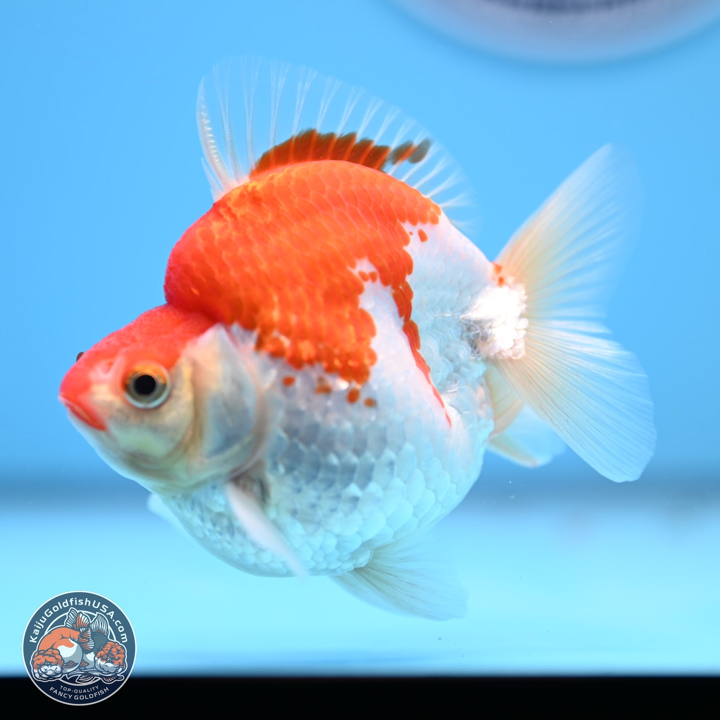 Red White Ryukin 3.5in Body (240823_RY07) - Kaiju Goldfish USA