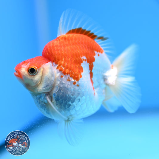 Red White Ryukin 3.5in Body (240823_RY07) - Kaiju Goldfish USA