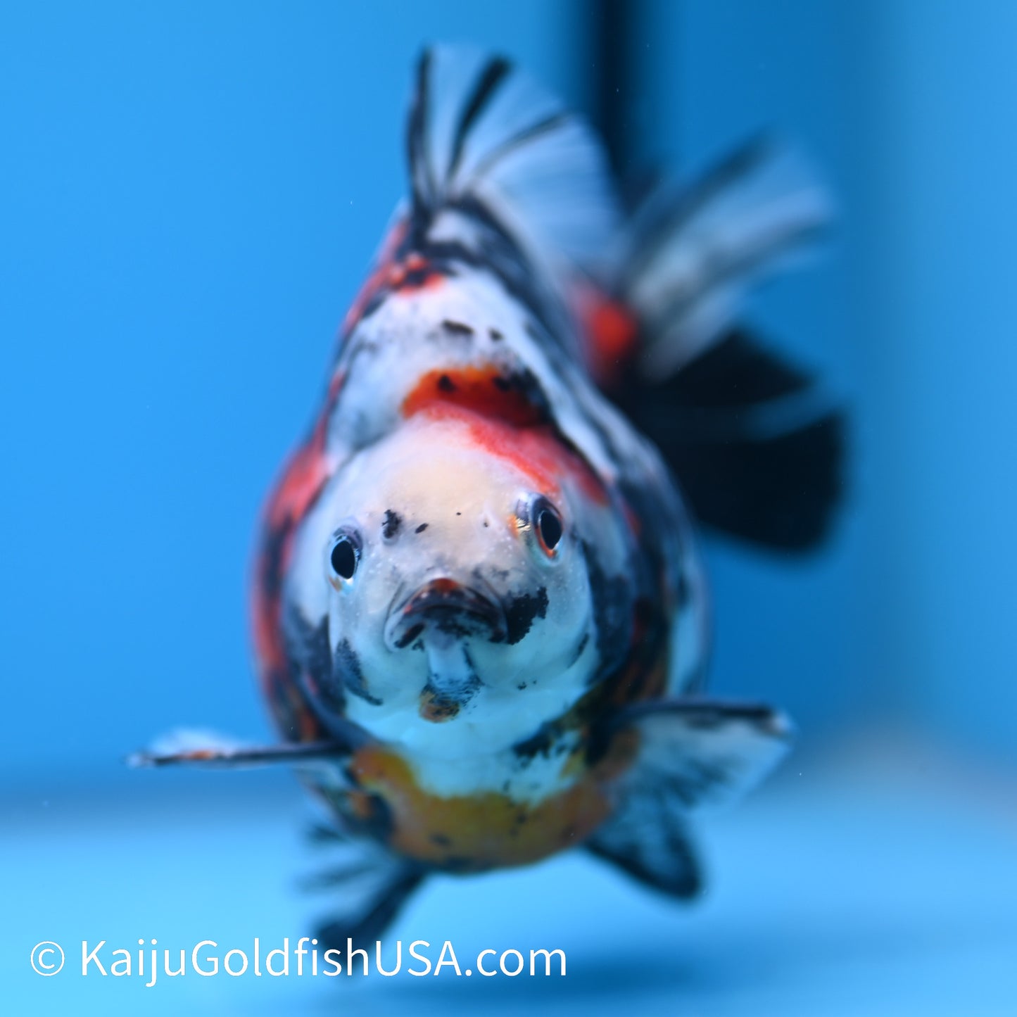 Jumbo Calico Ryukin 5-5.5 inches (240301_RY07) - Kaiju Goldfish USA