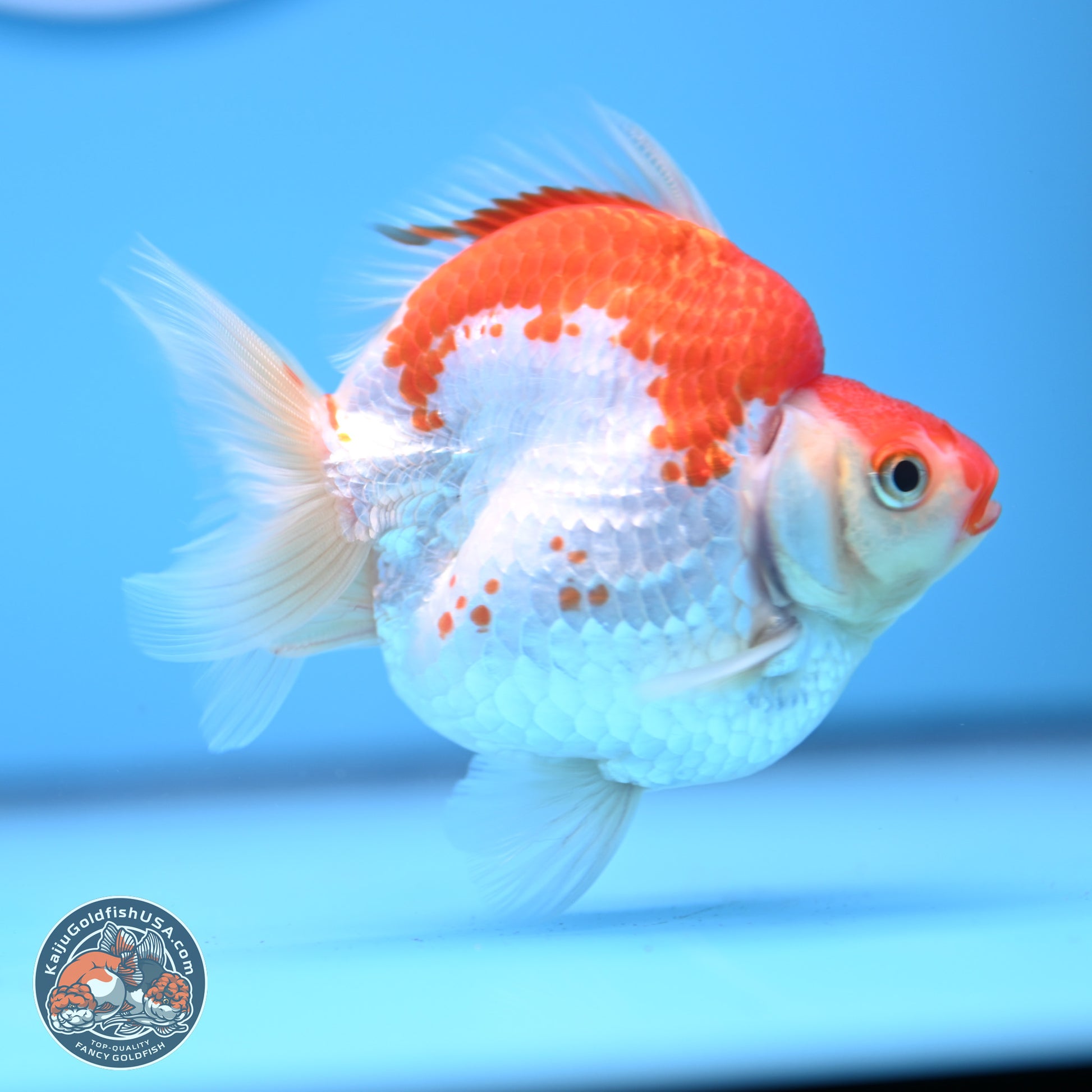 Red White Ryukin 3.5in Body (240823_RY07) - Kaiju Goldfish USA