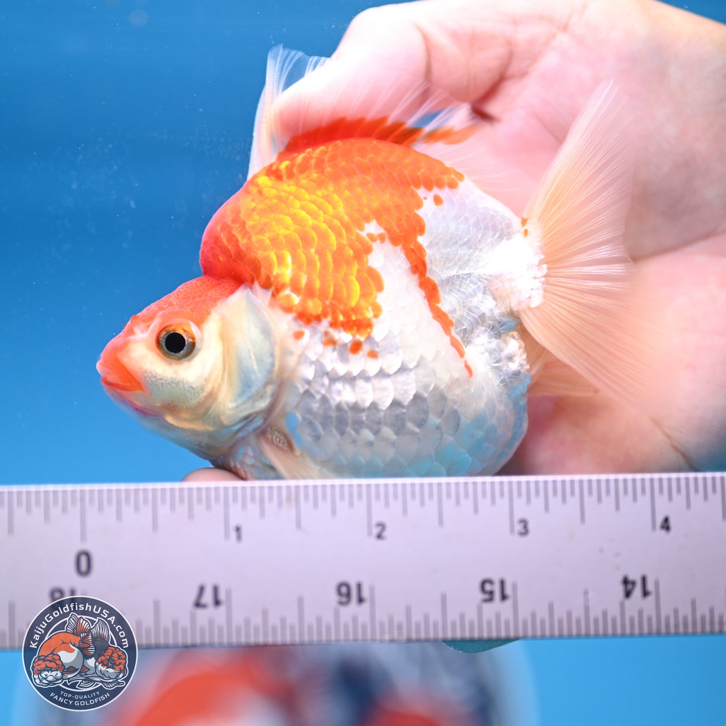 Red White Ryukin 3.5in Body (240823_RY07) - Kaiju Goldfish USA