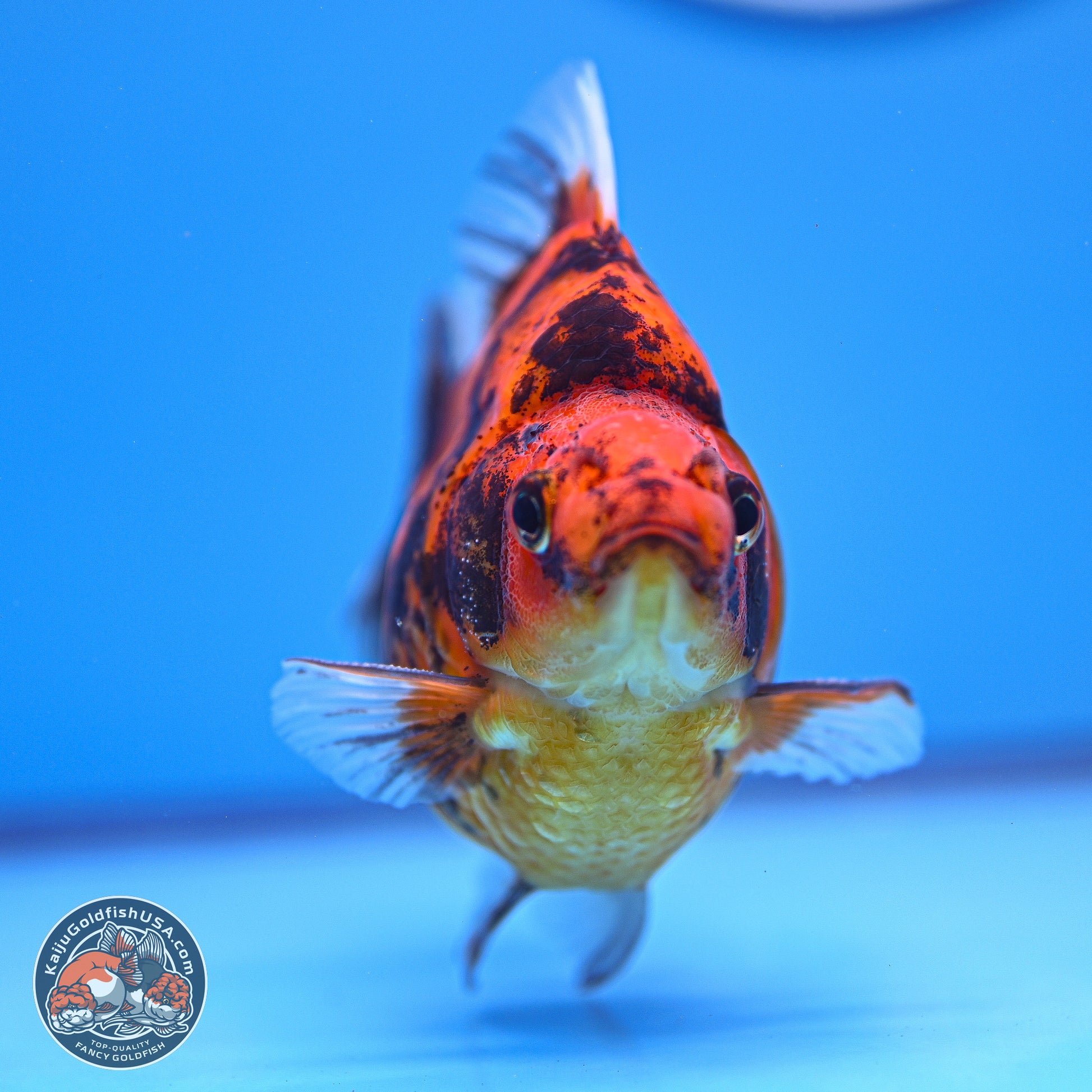 Tiger Ryukin 4-5 inches (240920_RY07) - Kaiju Goldfish USA