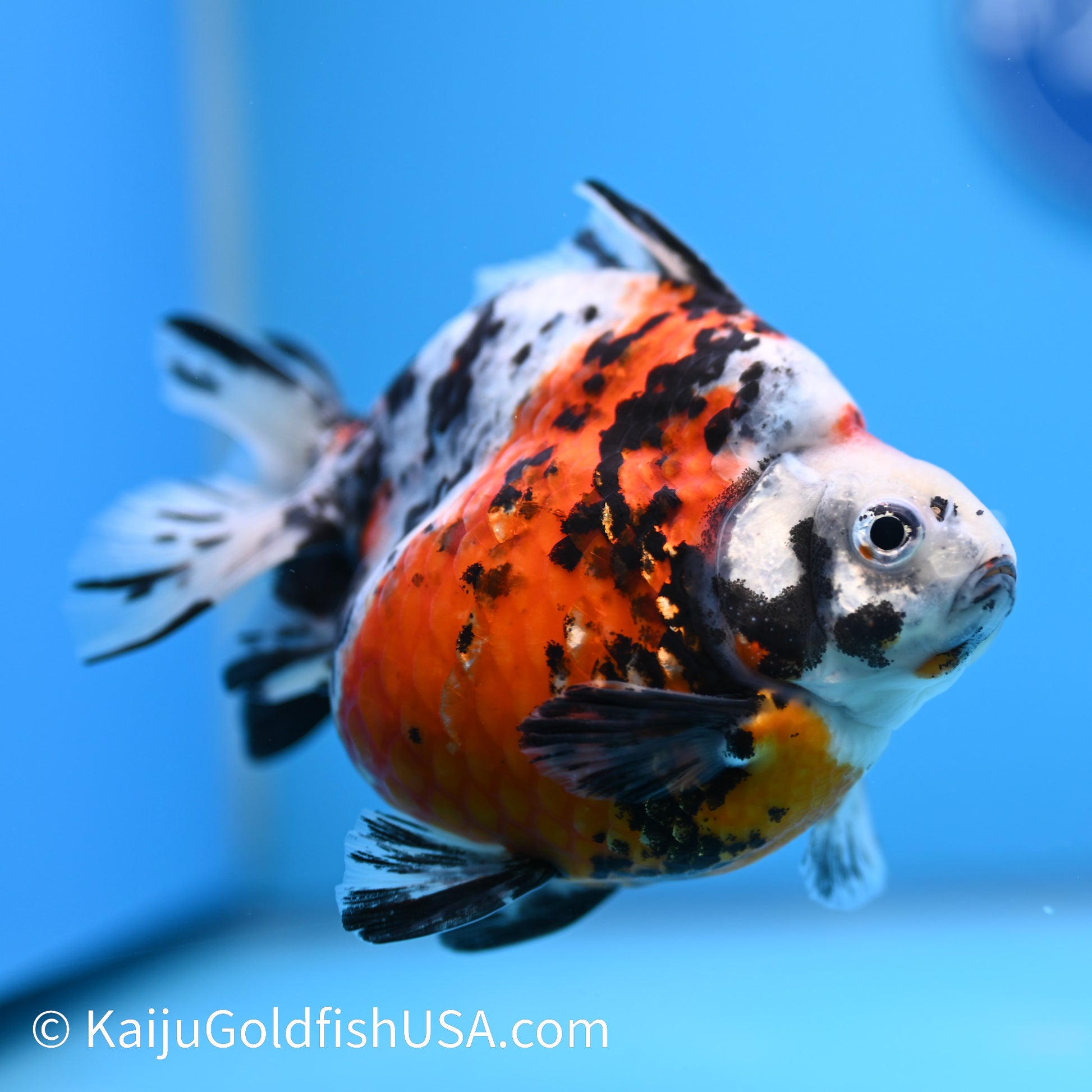 Jumbo Calico Ryukin 5-5.5 inches (240301_RY07) - Kaiju Goldfish USA