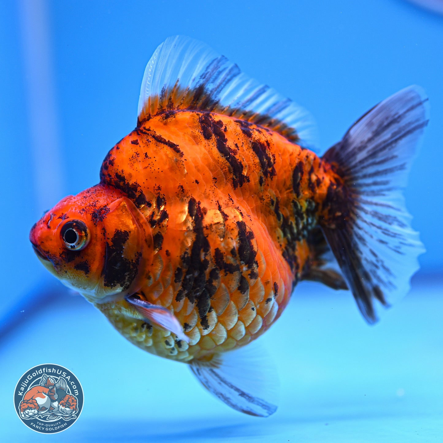 Tiger Ryukin 4-5 inches (240920_RY07) - Kaiju Goldfish USA