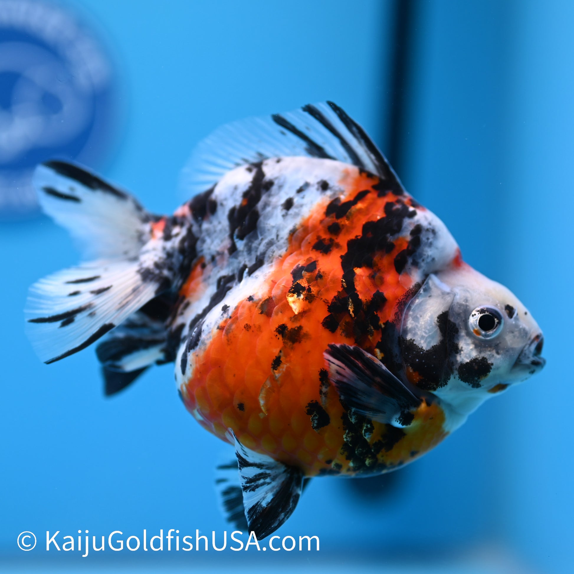 Jumbo Calico Ryukin 5-5.5 inches (240301_RY07) - Kaiju Goldfish USA