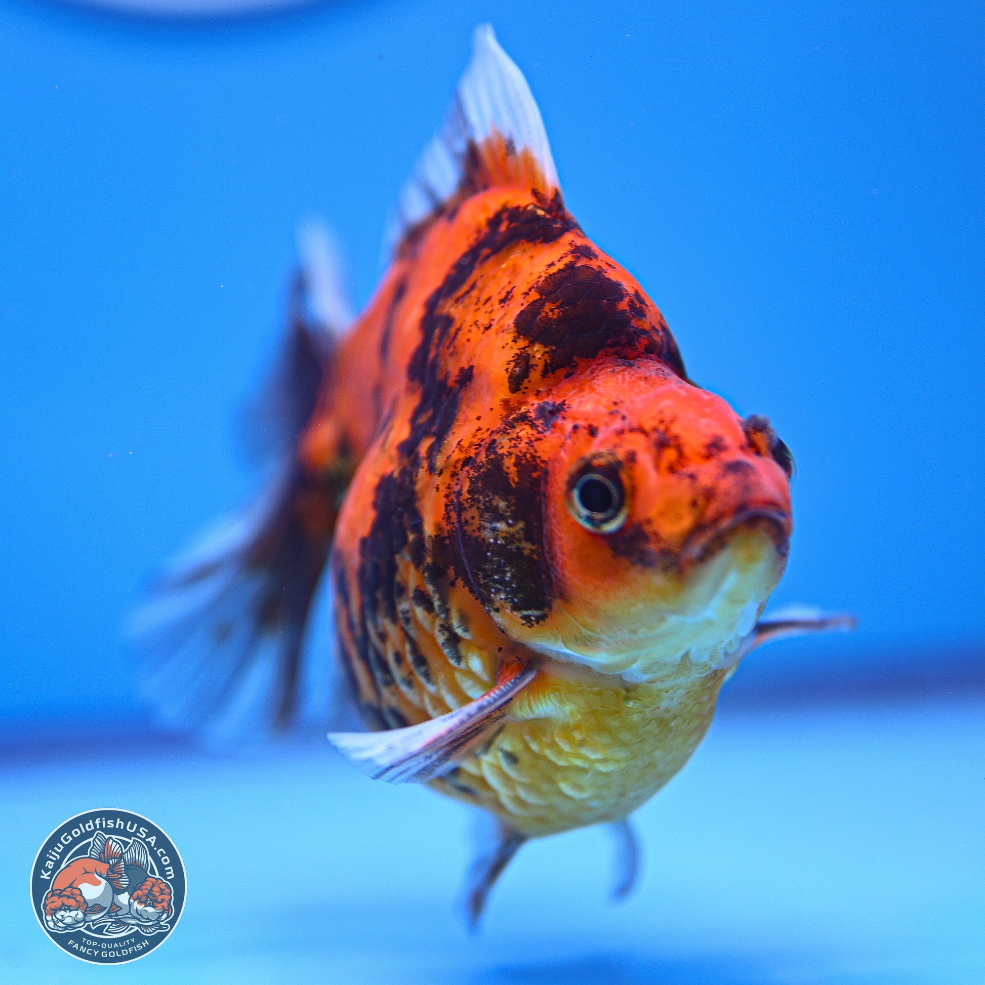 Tiger Ryukin 4-5 inches (240920_RY07) - Kaiju Goldfish USA