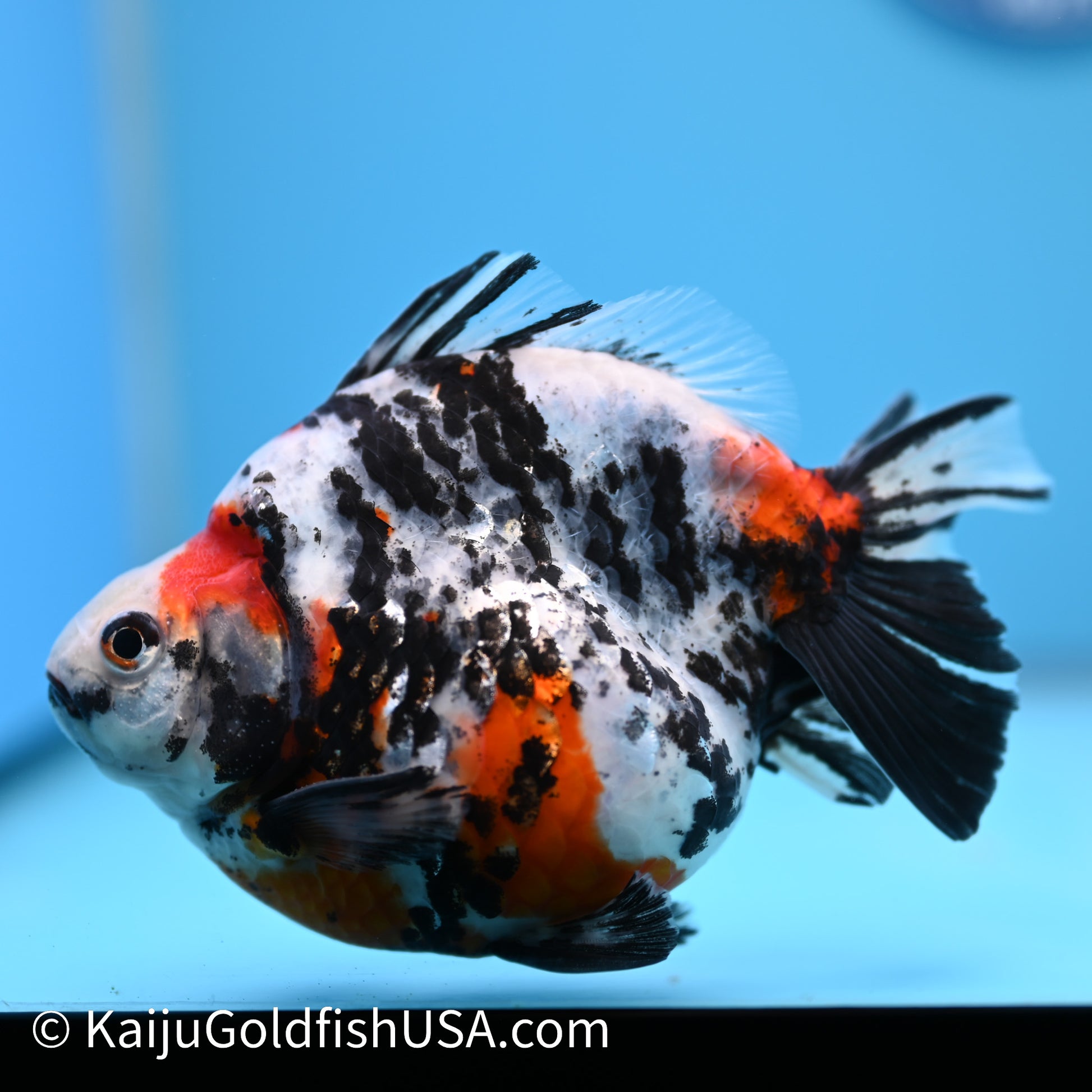 Jumbo Calico Ryukin 5-5.5 inches (240301_RY07) - Kaiju Goldfish USA