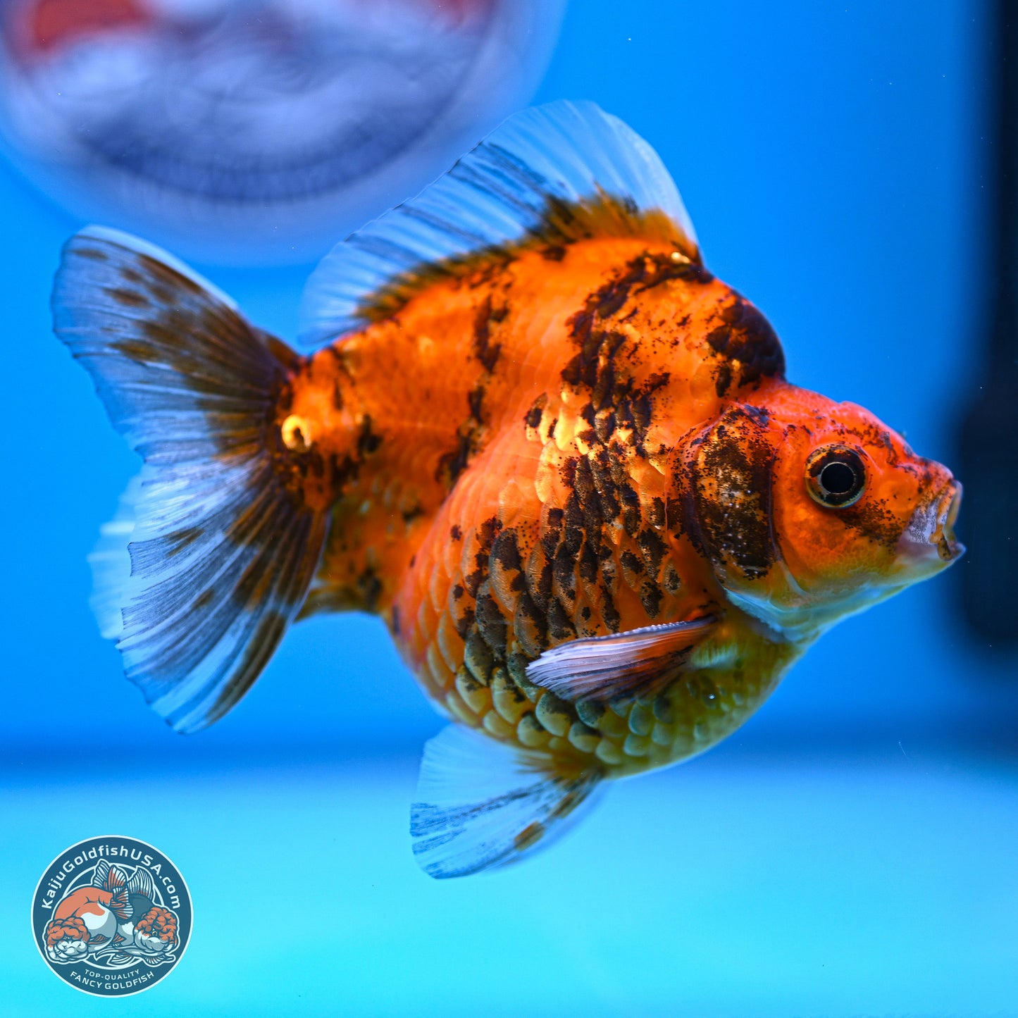 Tiger Ryukin 4-5 inches (240920_RY07) - Kaiju Goldfish USA