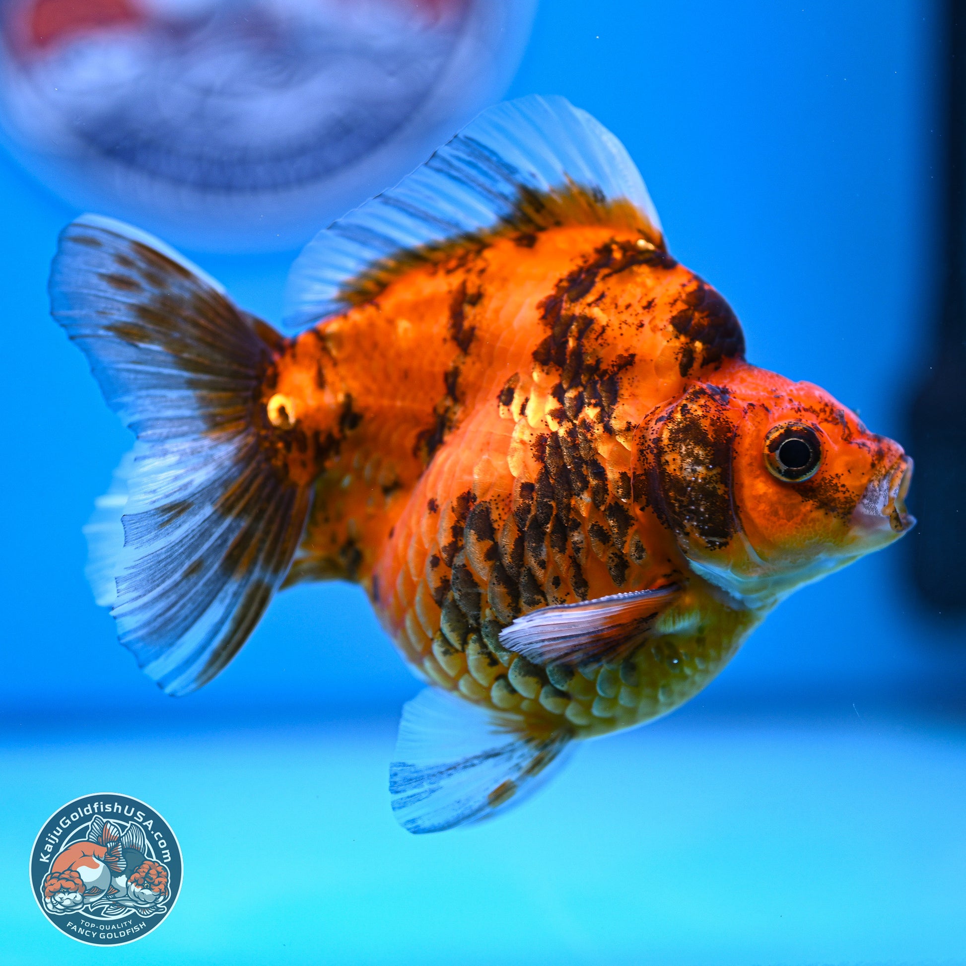 Tiger Ryukin 4-5 inches (240920_RY07) - Kaiju Goldfish USA