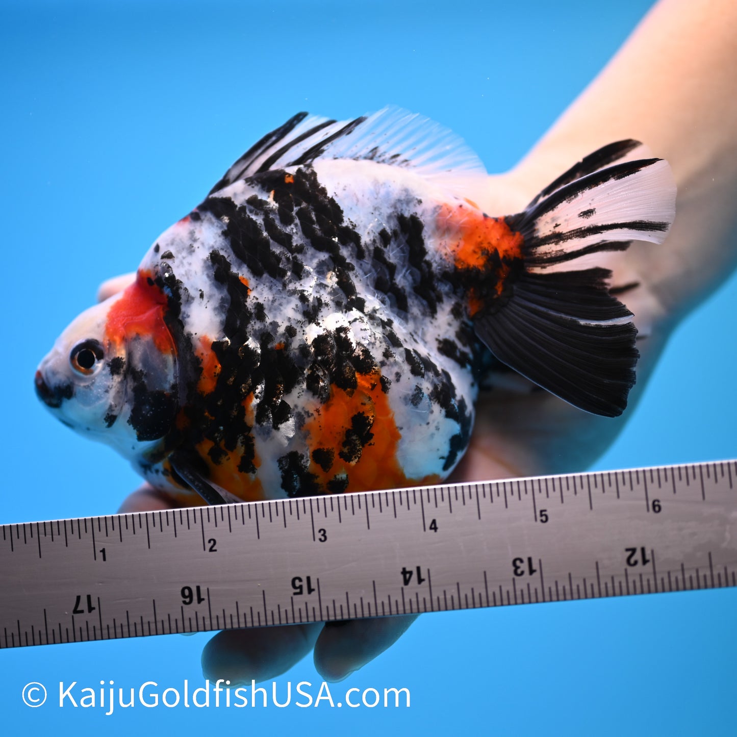 Jumbo Calico Ryukin 5-5.5 inches (240301_RY07) - Kaiju Goldfish USA