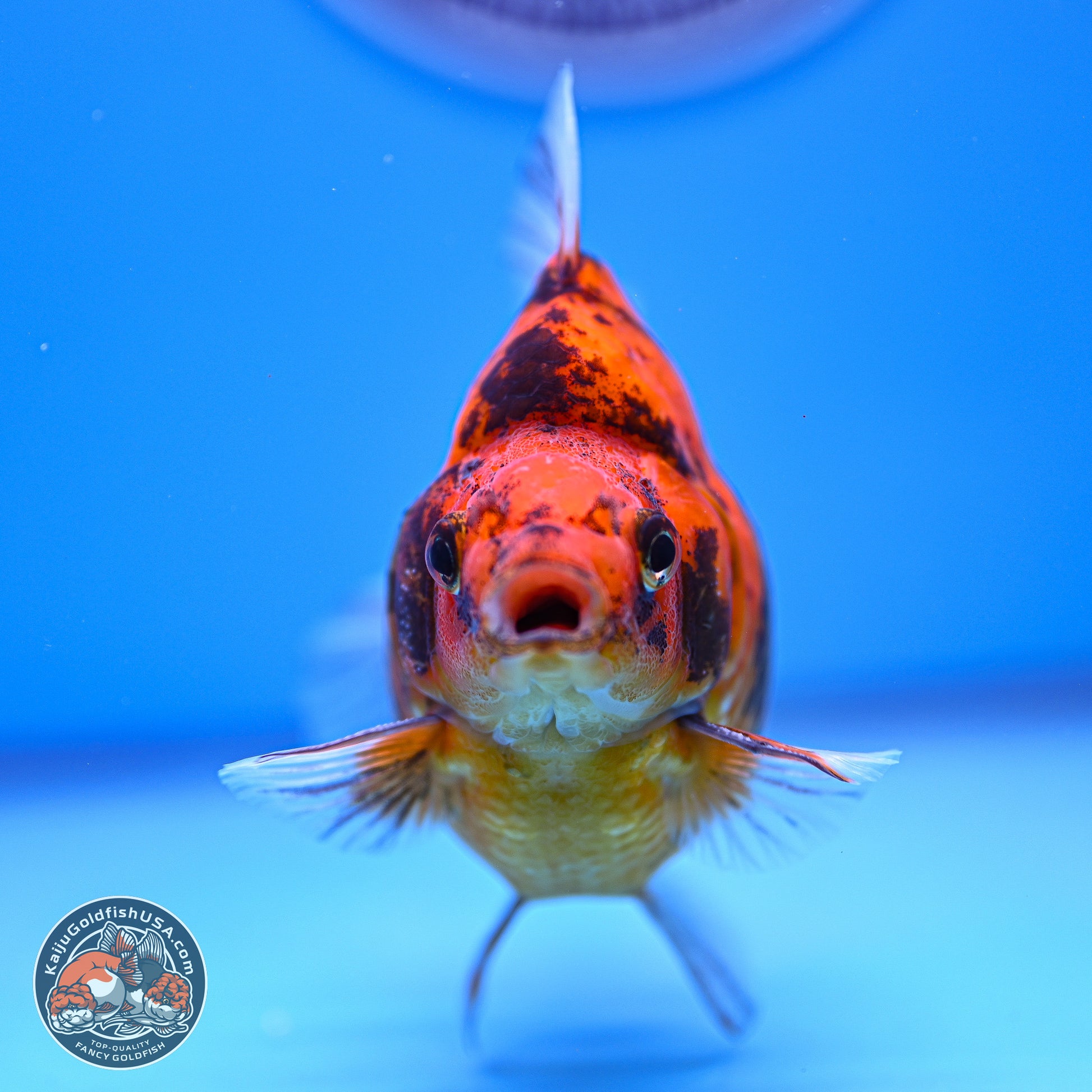 Tiger Ryukin 4-5 inches (240920_RY07) - Kaiju Goldfish USA