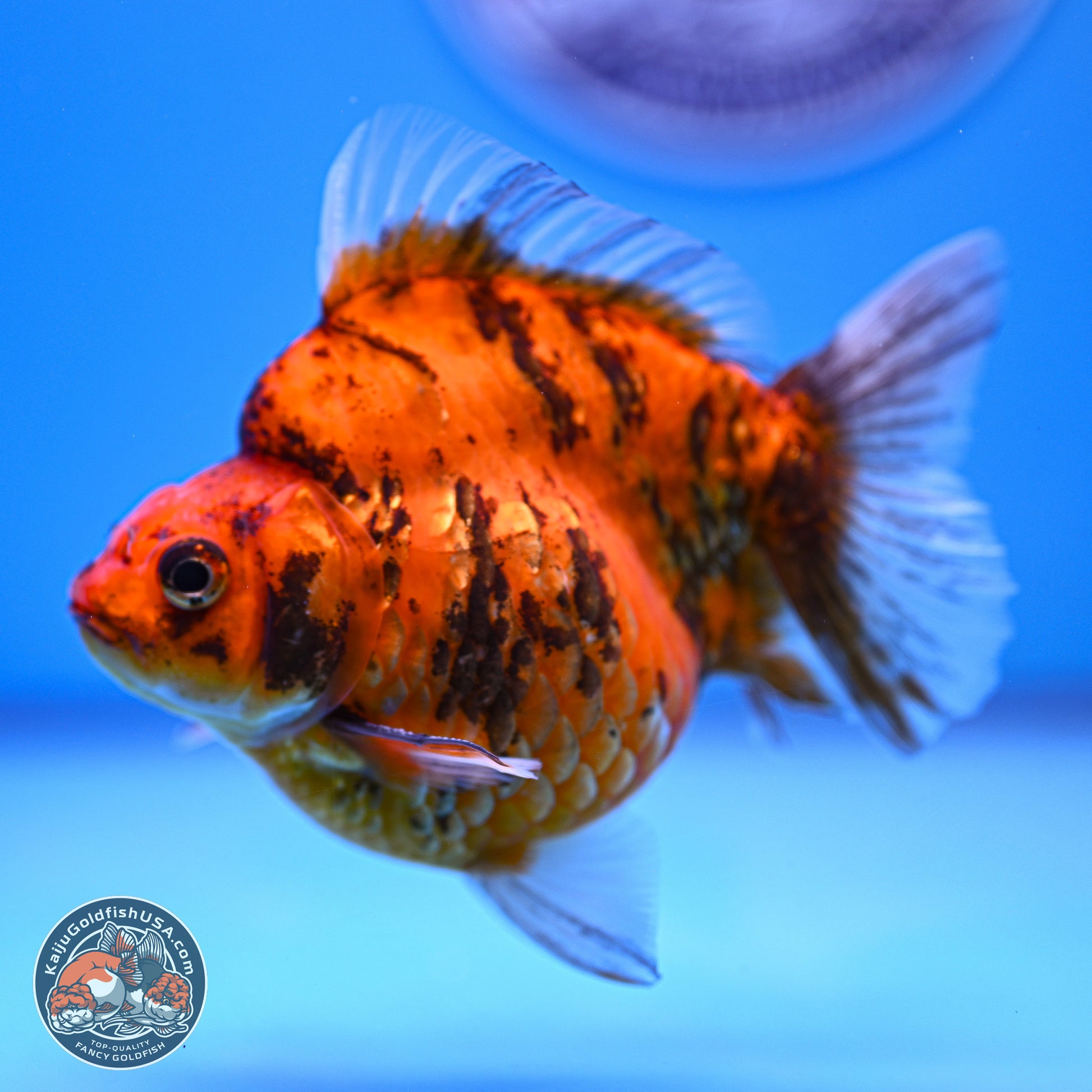 Tiger Ryukin 4-5 inches (240920_RY07) - Kaiju Goldfish USA