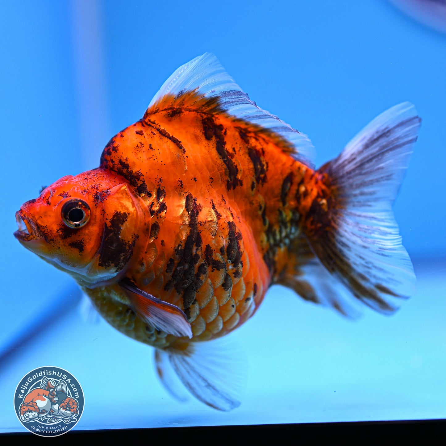 Tiger Ryukin 4-5 inches (240920_RY07) - Kaiju Goldfish USA