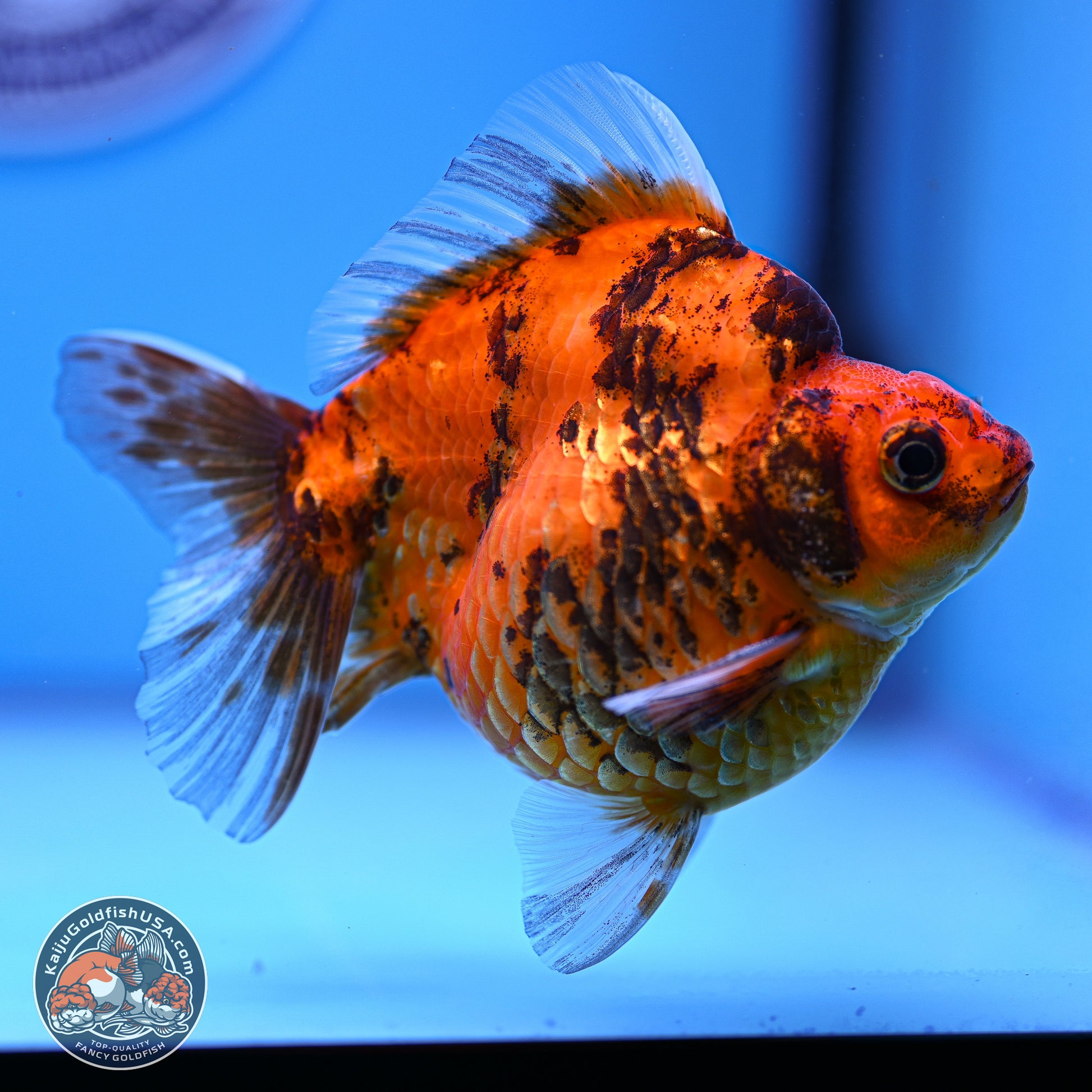 Tiger Ryukin 4-5 inches (240920_RY07) - Kaiju Goldfish USA