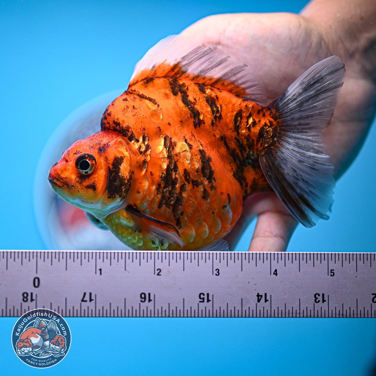 Tiger Ryukin 4-5 inches (240920_RY07) - Kaiju Goldfish USA