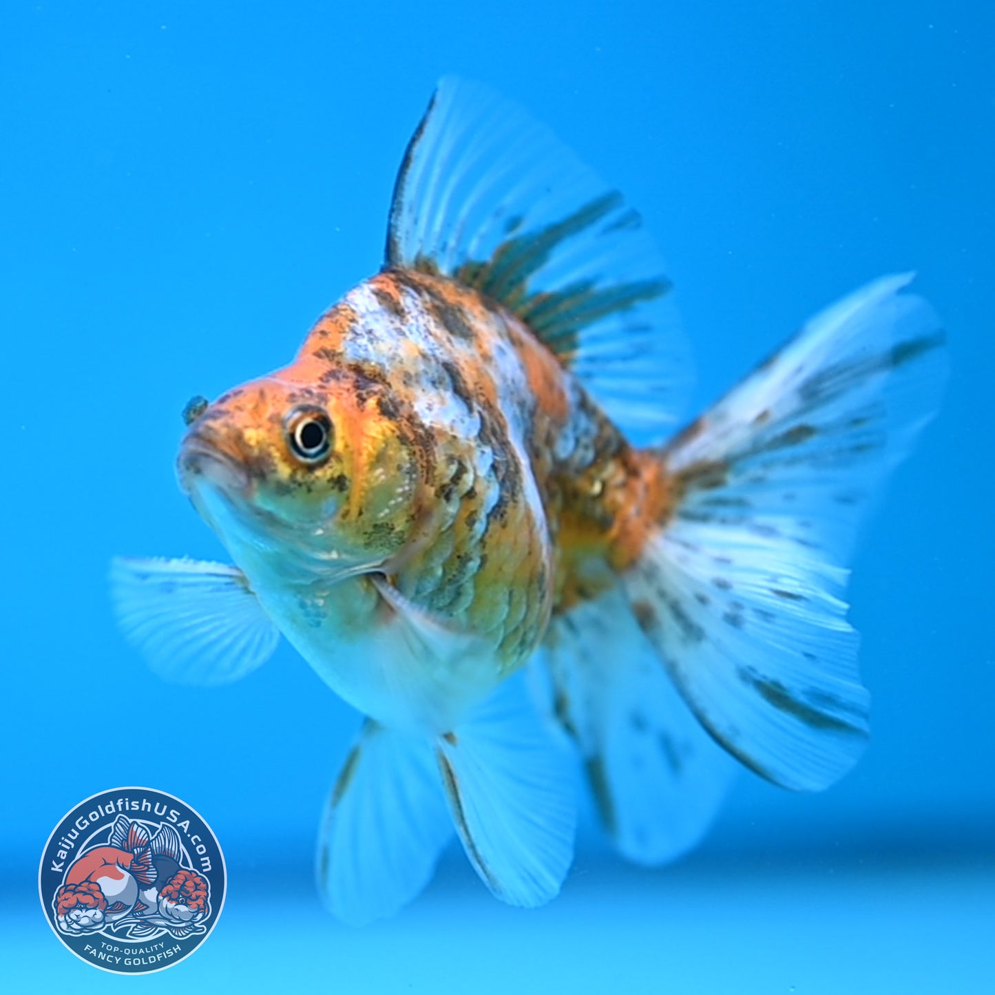 Calico Long Tail Ryukin 3 inches Body (250606_RY08)
