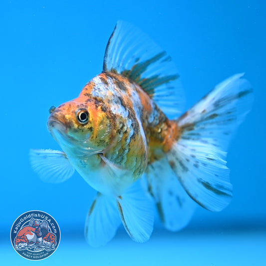 Calico Long Tail Ryukin 3 inches Body (250606_RY08)