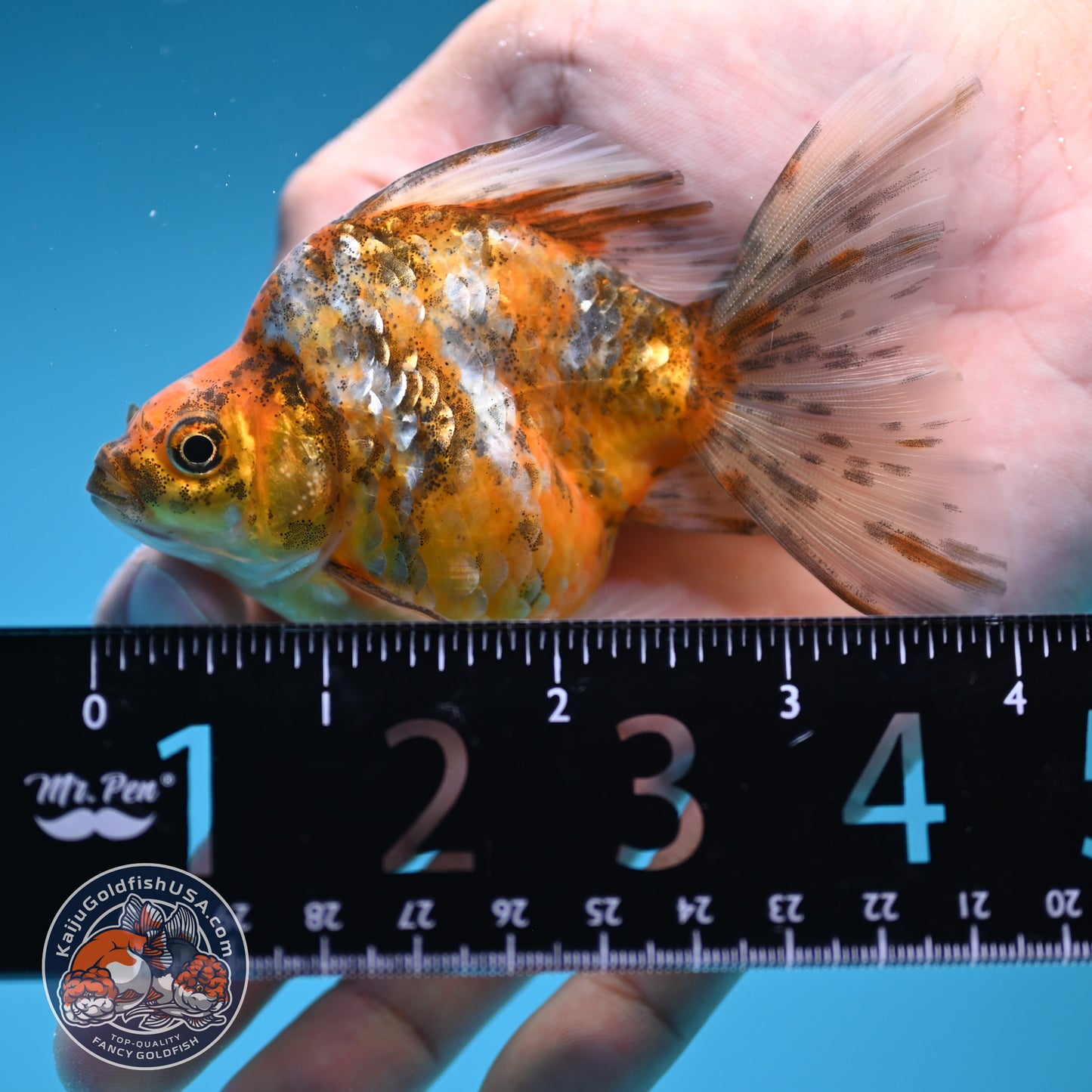 Calico Long Tail Ryukin 3 inches Body (250606_RY08)