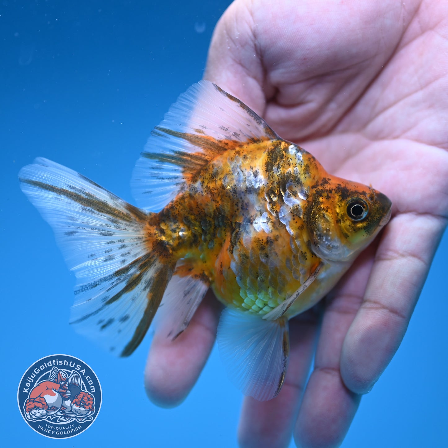 Calico Long Tail Ryukin 3 inches Body (250606_RY08)