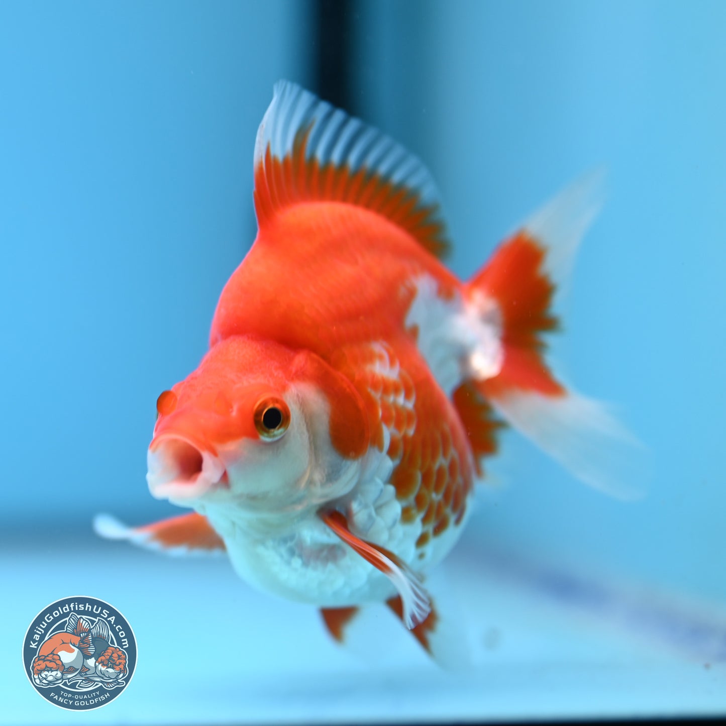 Red White Ryukin 3.5in Body (240823_RY08) - Kaiju Goldfish USA