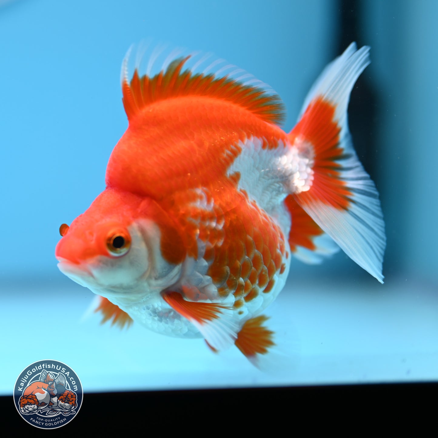 Red White Ryukin 3.5in Body (240823_RY08) - Kaiju Goldfish USA