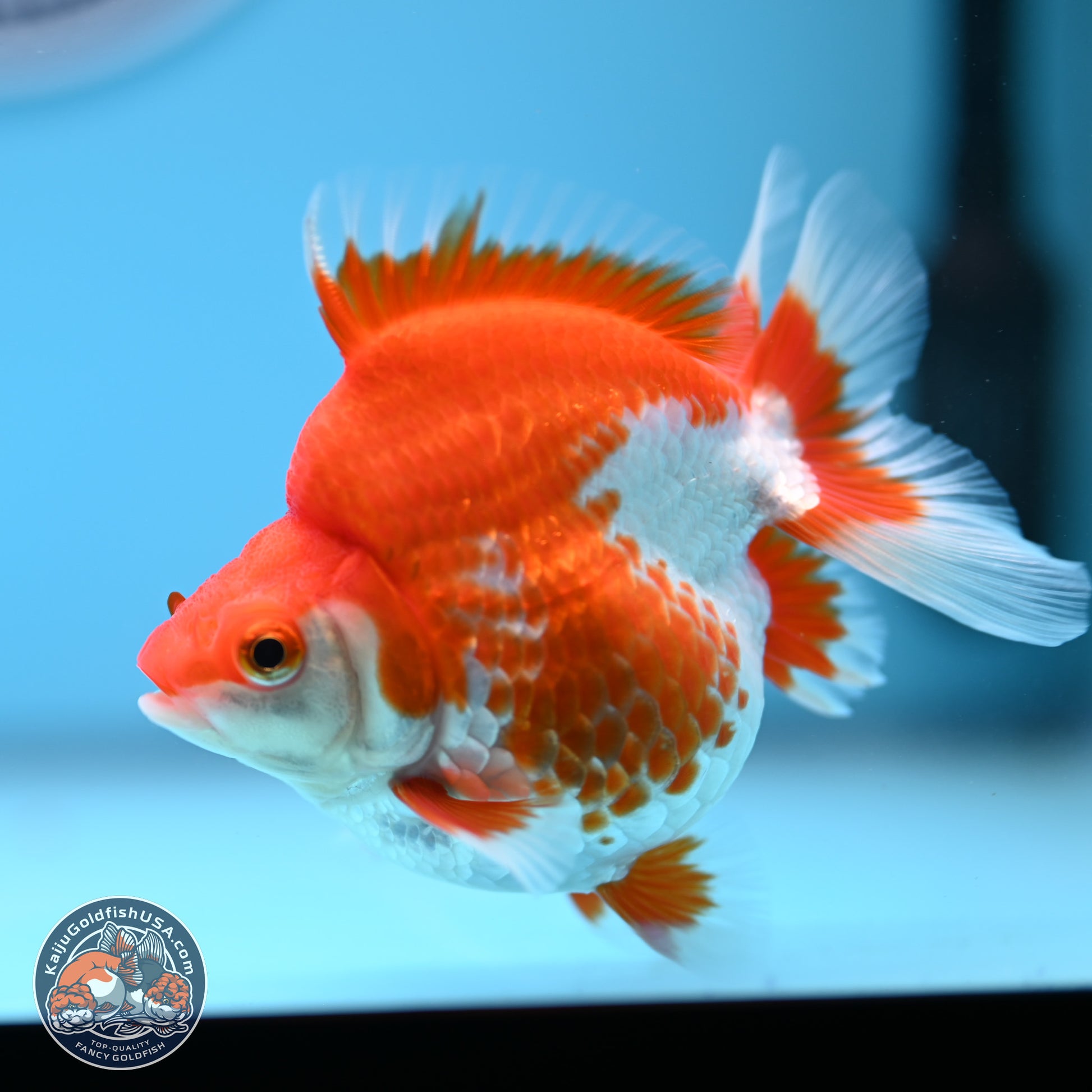 Red White Ryukin 3.5in Body (240823_RY08) - Kaiju Goldfish USA